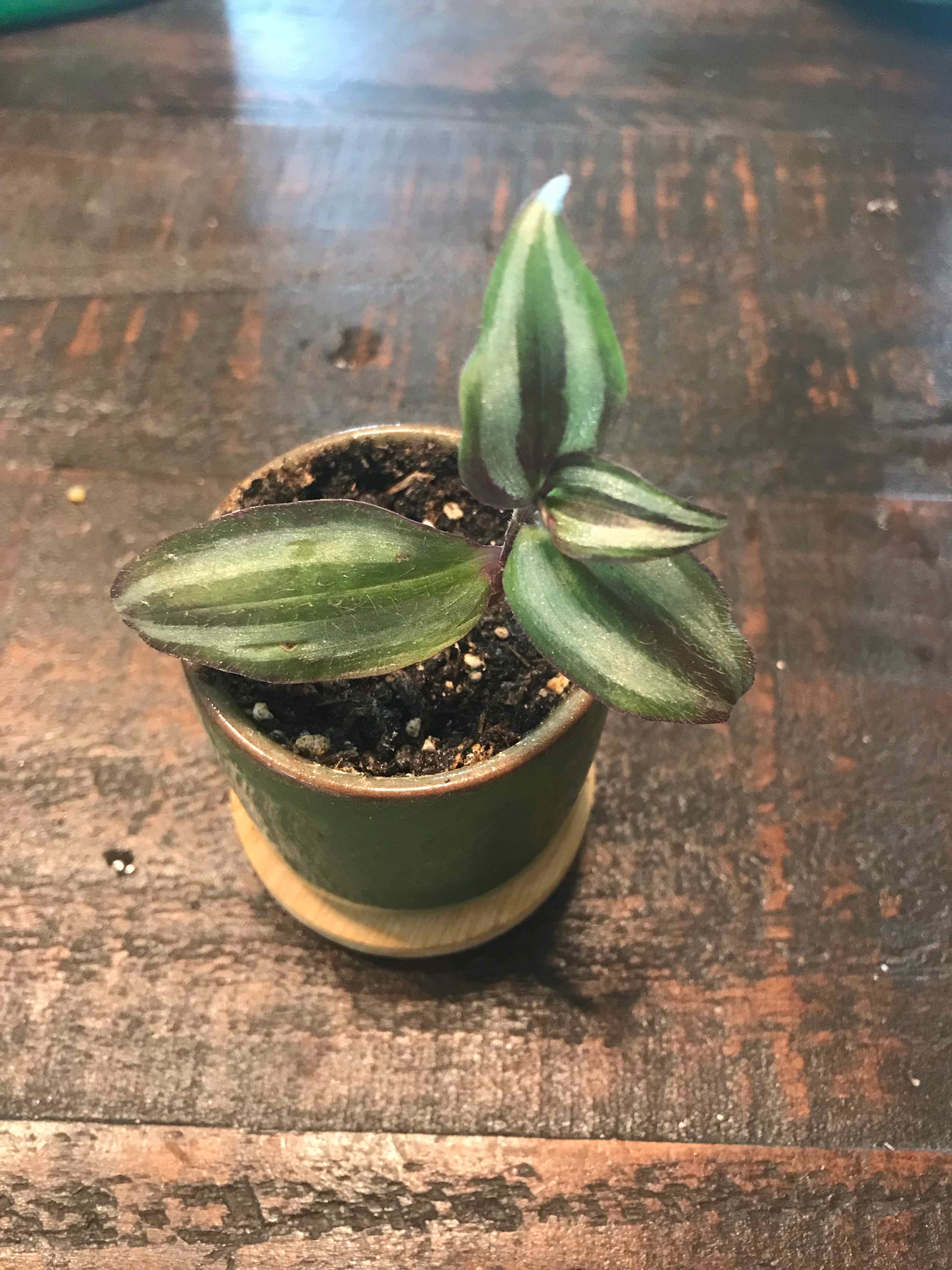 Wandering Dude 'Burgundy' plant in a pot with healthy leaves and visible soil.