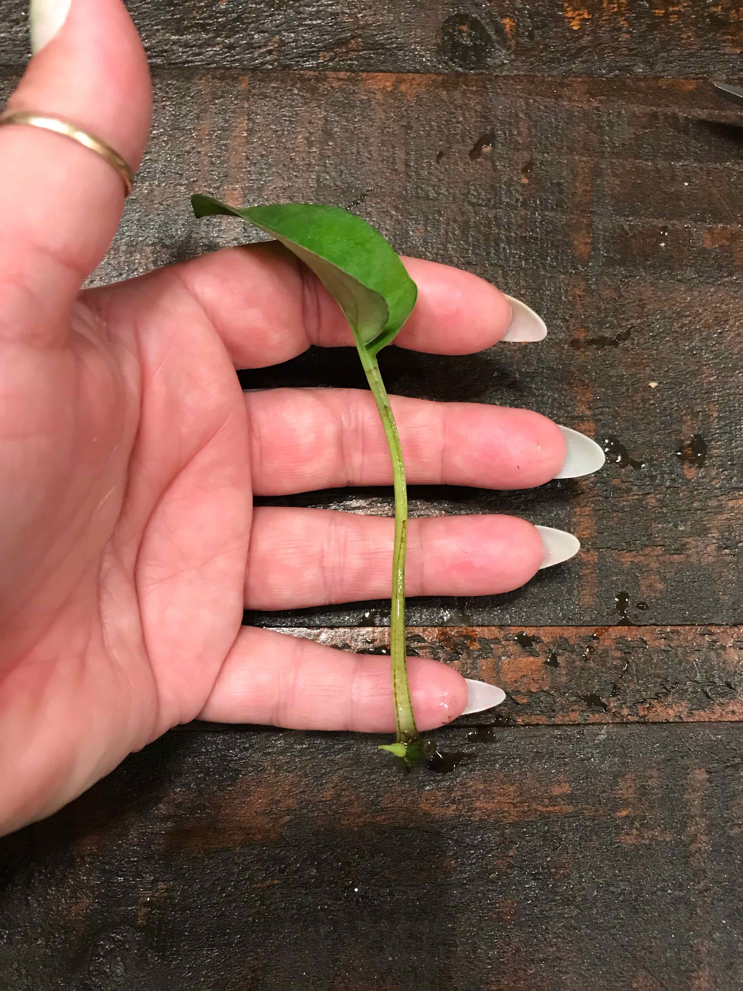 A hand holding a cutting of an Emerald Pothos plant with a single green leaf.