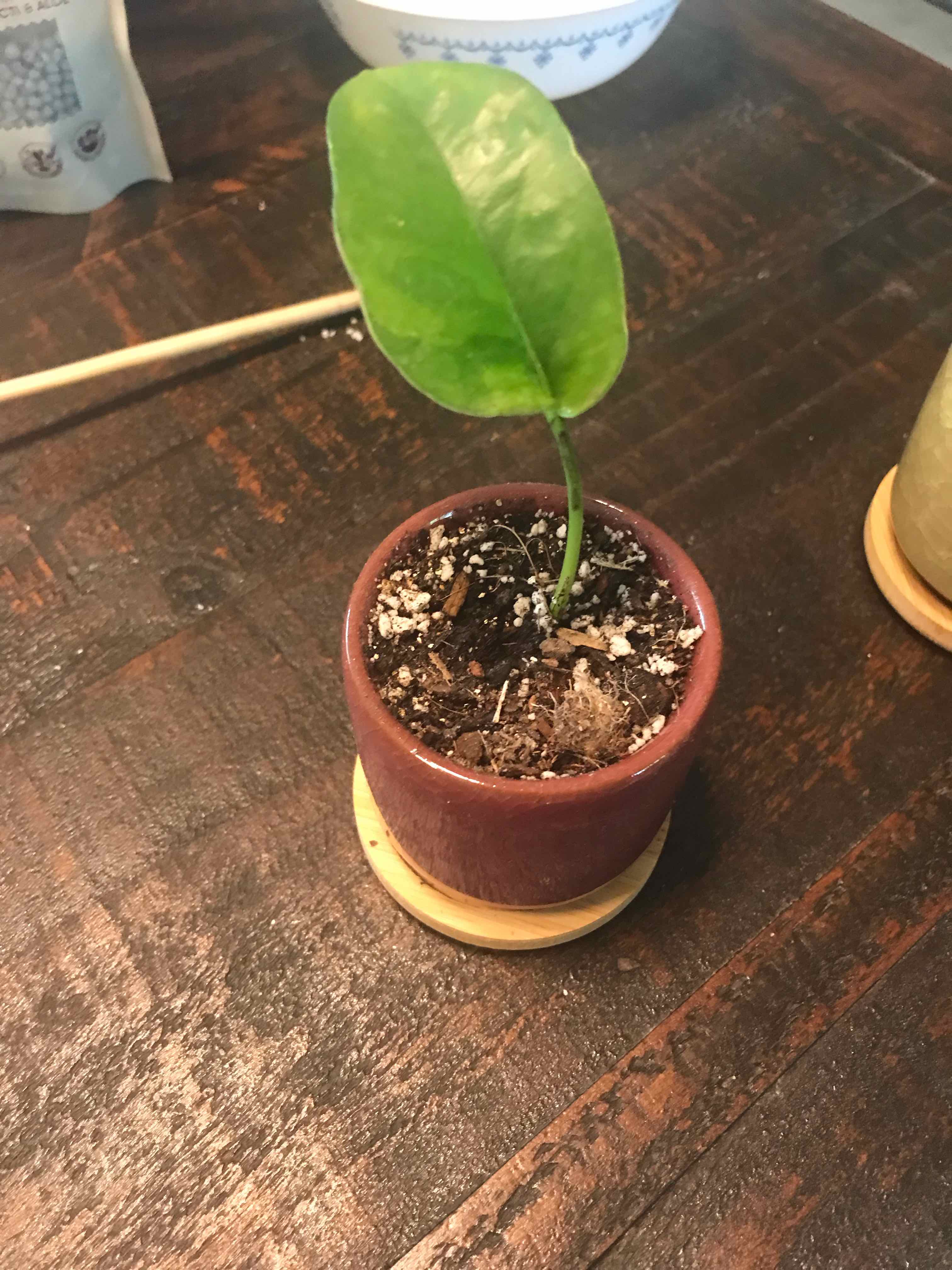 A small potted Emerald Pothos plant with a single green leaf in a red pot on a wooden surface.