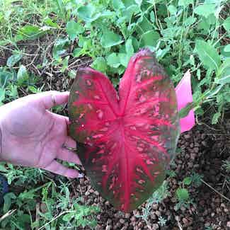 Red Flash Angel Wings plant in Jerome, Idaho