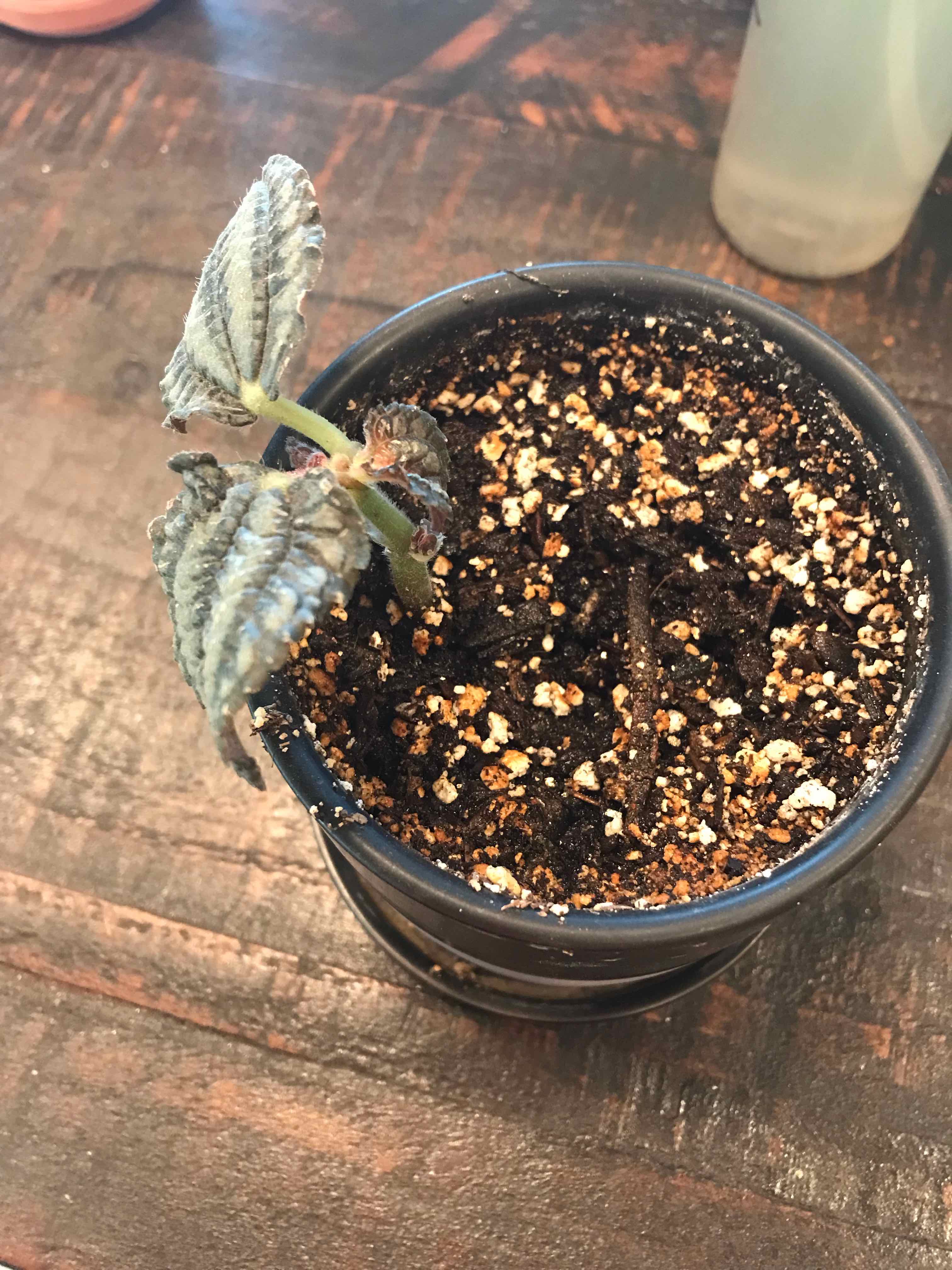 Pilea involucrata 'Norfolk' plant in a small pot with visible soil and wilting leaves.