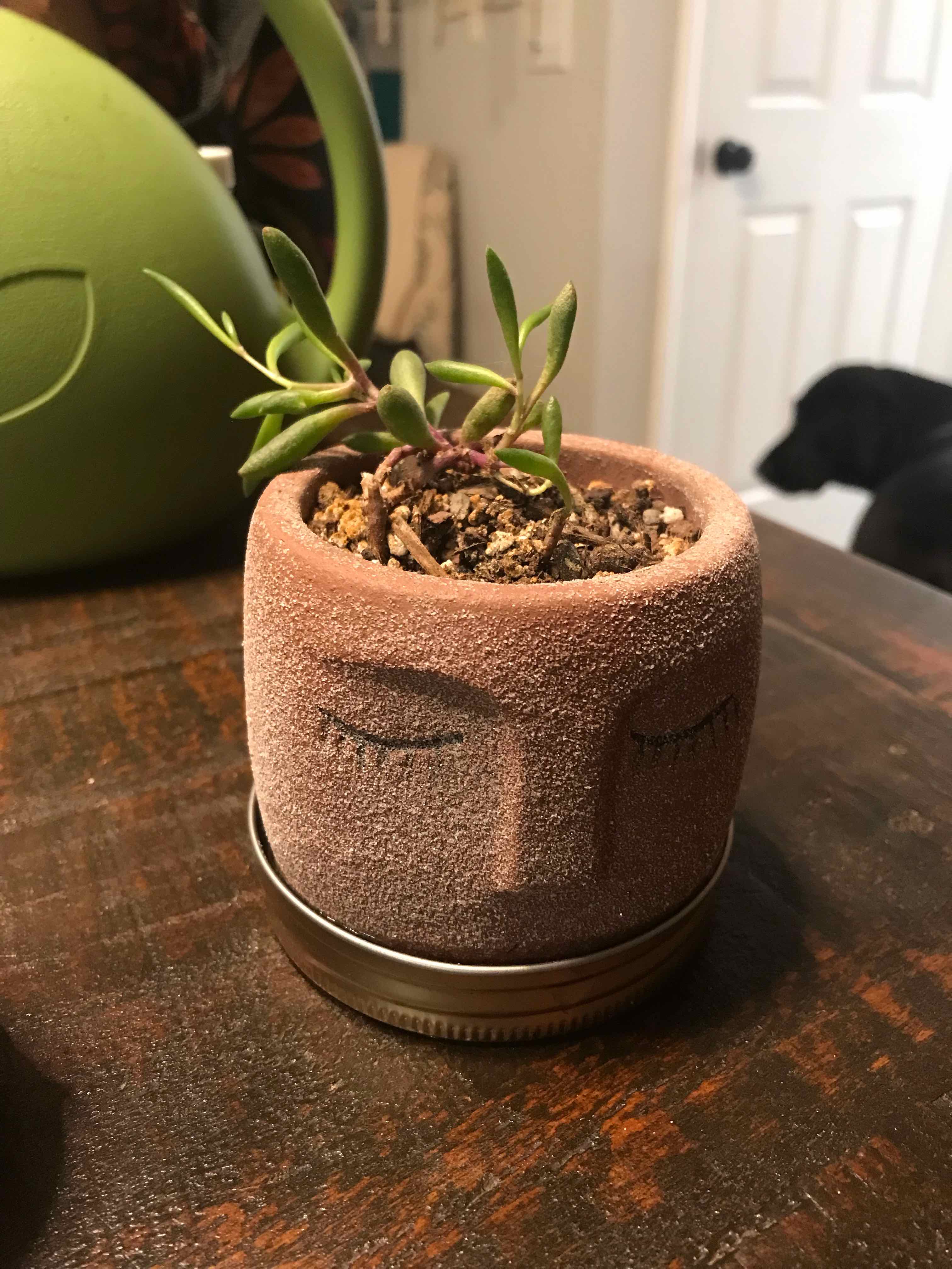 Potted String of Rubies plant on a wooden table with visible soil.