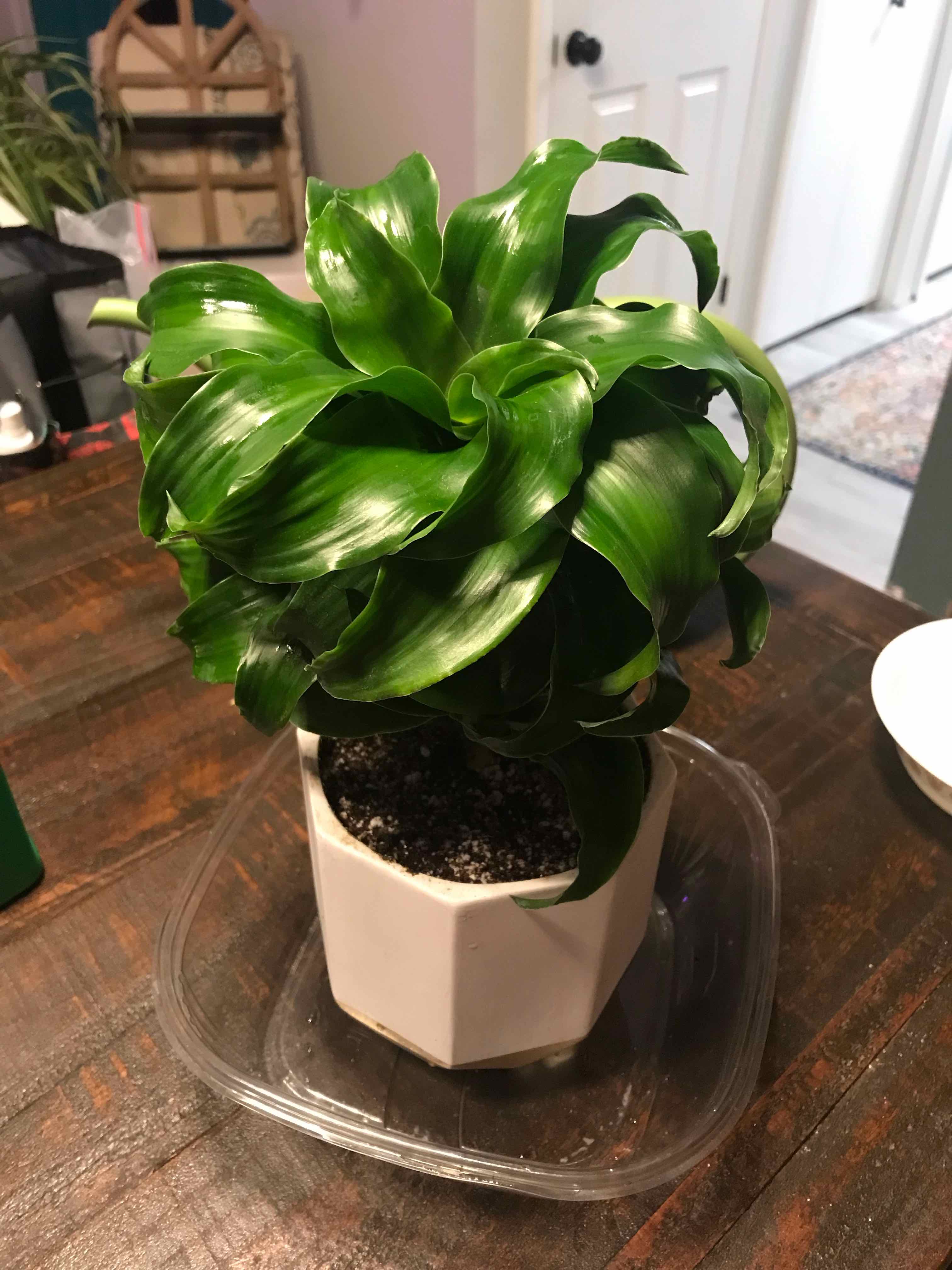 Healthy Twister plant with lush green leaves in a white pot on a wooden table.