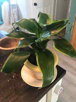 Dracaena Dorado plant