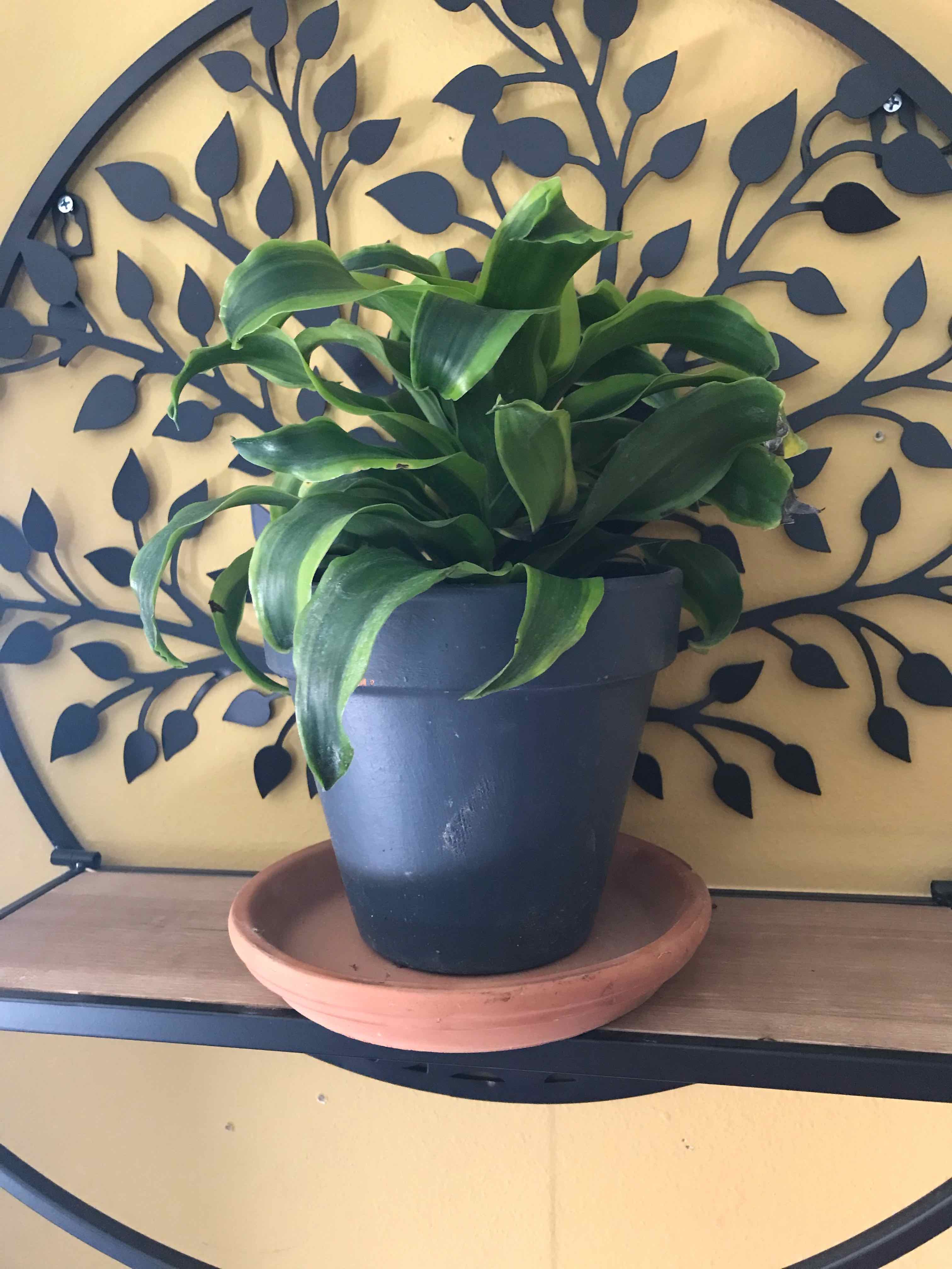 Dracaena 'Tornado' plant in a pot on a shelf with a decorative background.