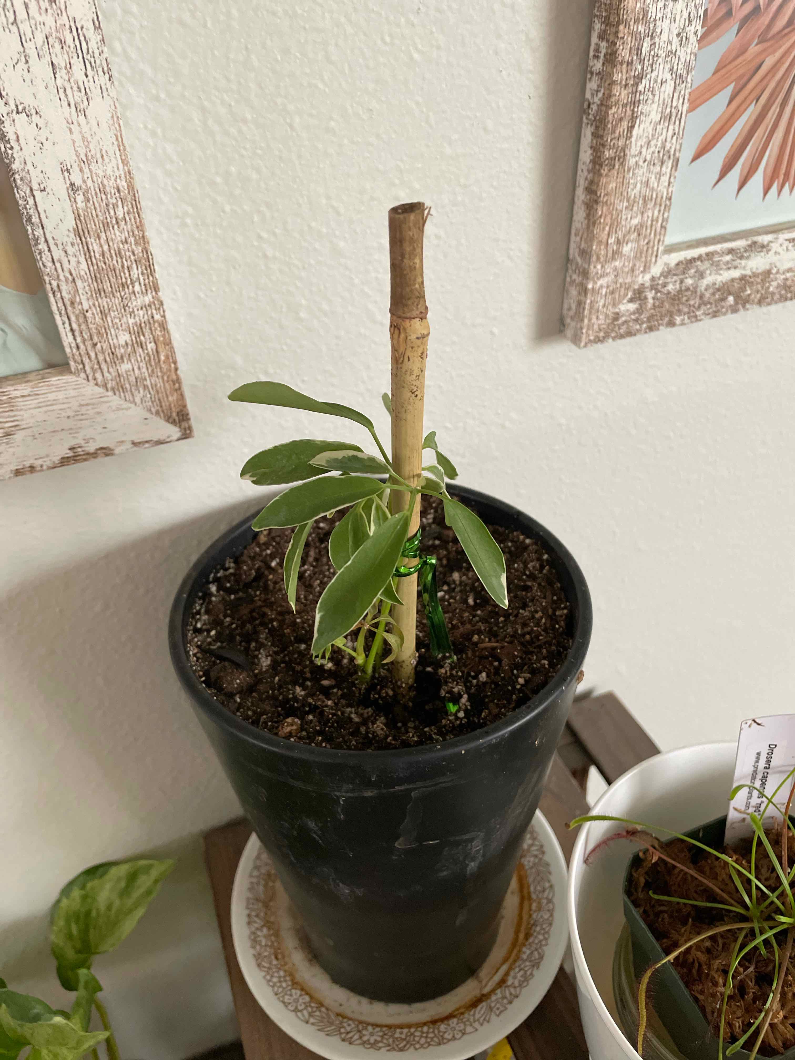 Variegated Dwarf Umbrella Tree in a black pot with visible soil and green leaves.