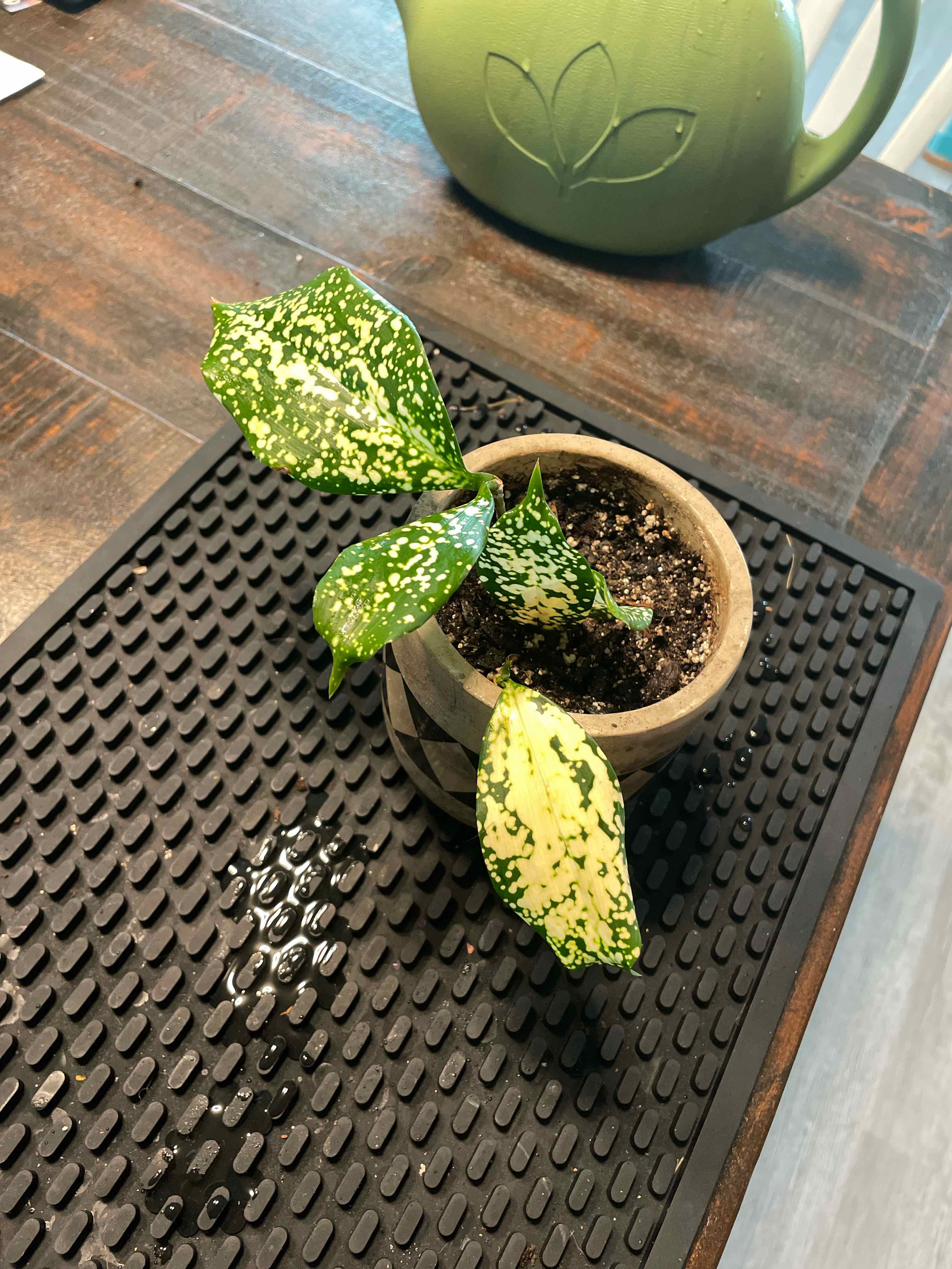 Dracaena 'Florida Beauty' plant in a small pot with variegated leaves on a mat.