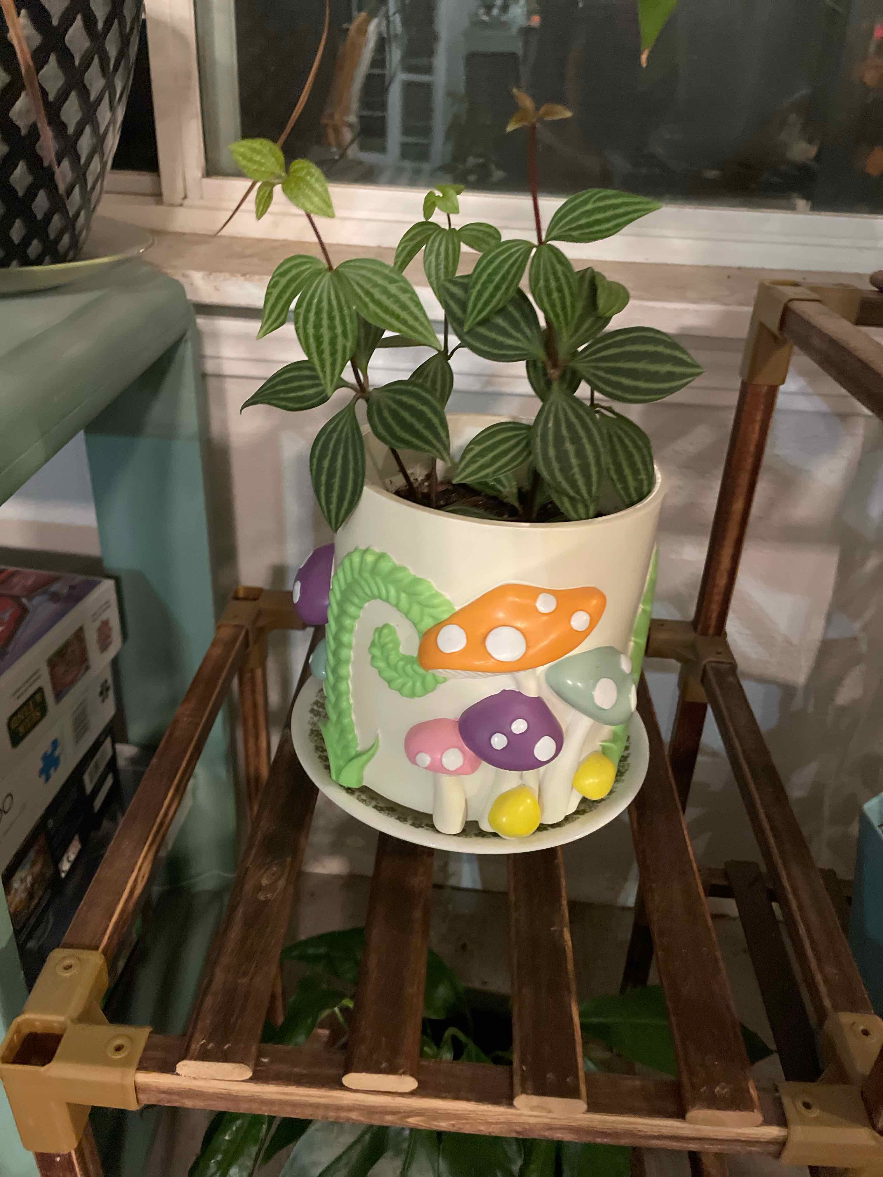 Parallel peperomia plant in a decorative pot with colorful mushroom designs.