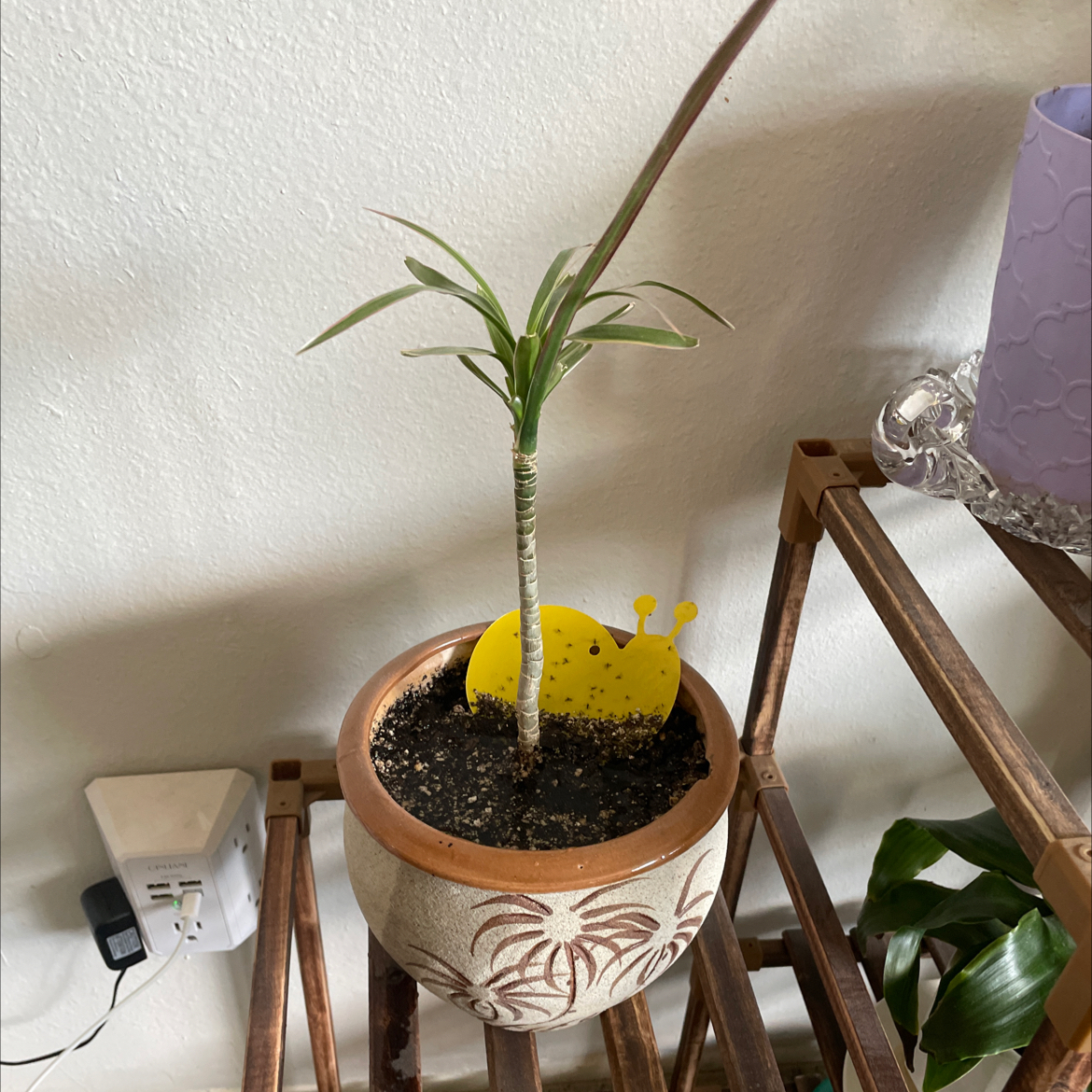 Potted Dracaena plant with green leaves and a yellow snail decoration in the soil.