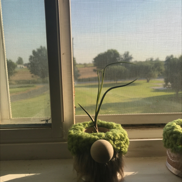Tillandsia butzii plant on a windowsill with an outdoor view in the background.
