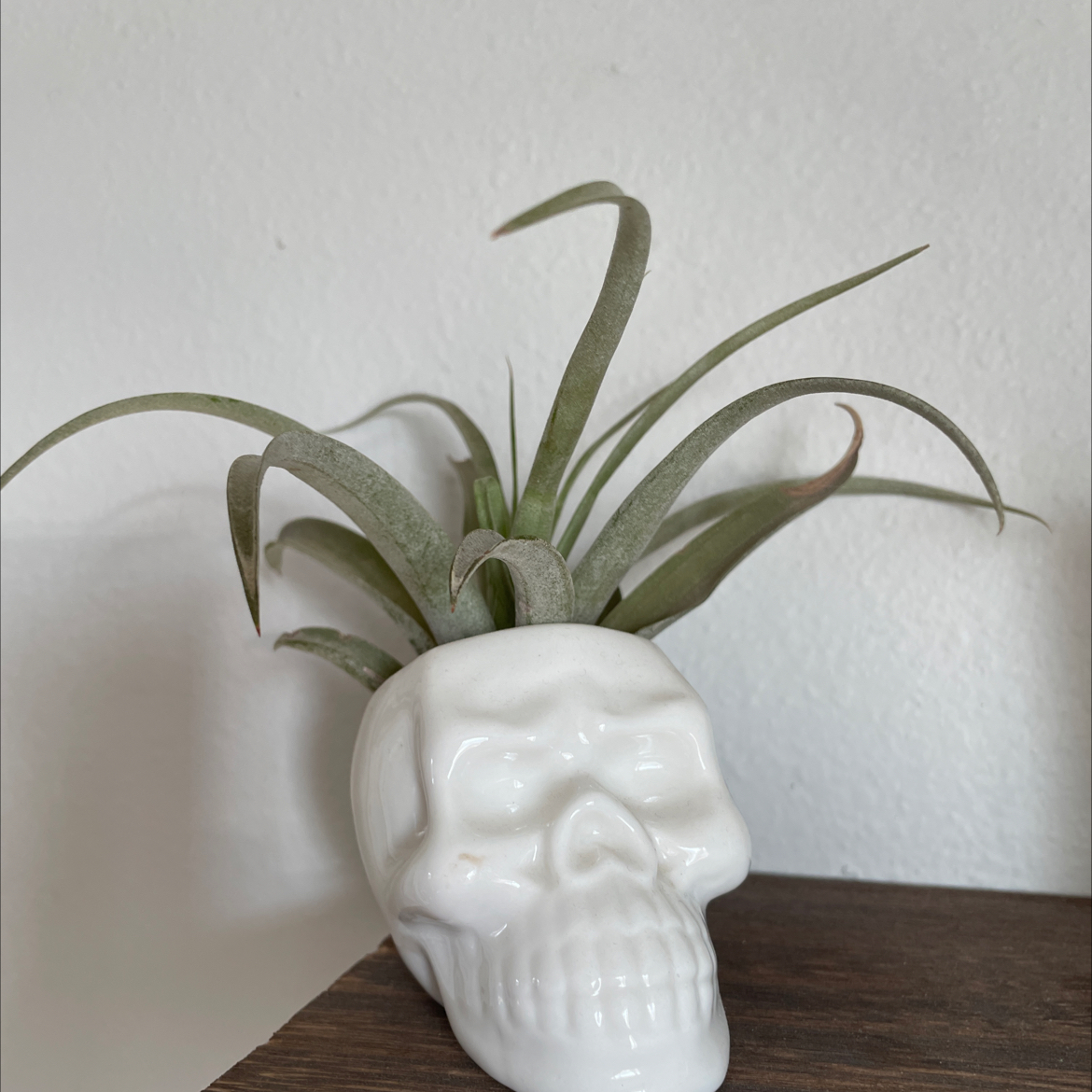 Capitata Air Plant in a white skull-shaped pot, healthy and well-framed.