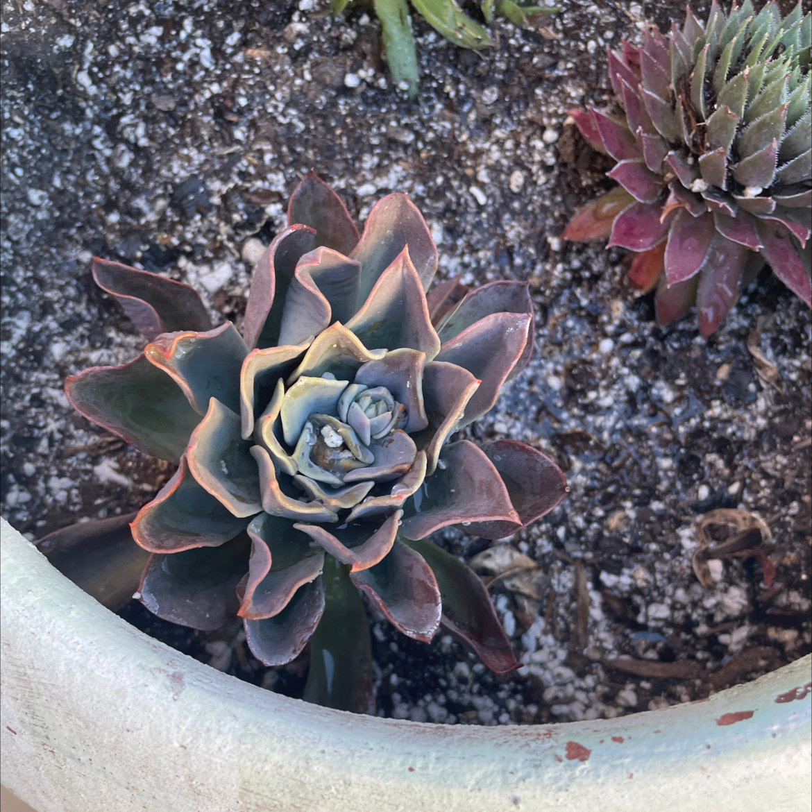 Echeveria 'Chroma' succulent in a pot with visible soil and another succulent in the background.