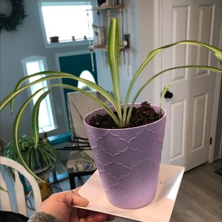 Spider Plant plant in Jerome, Idaho