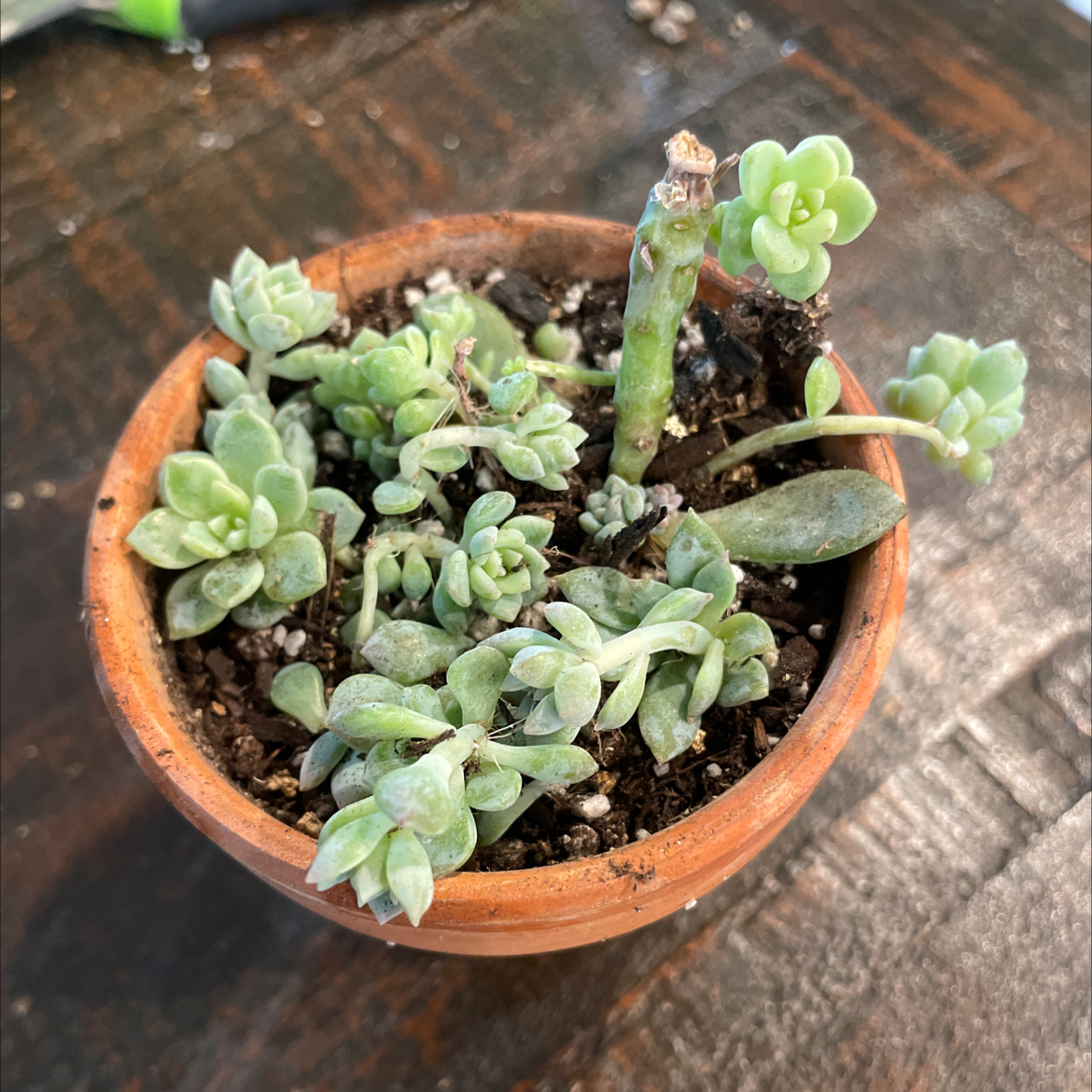 Potted Prolific Echeveria with some browning and black spots on leaves.
