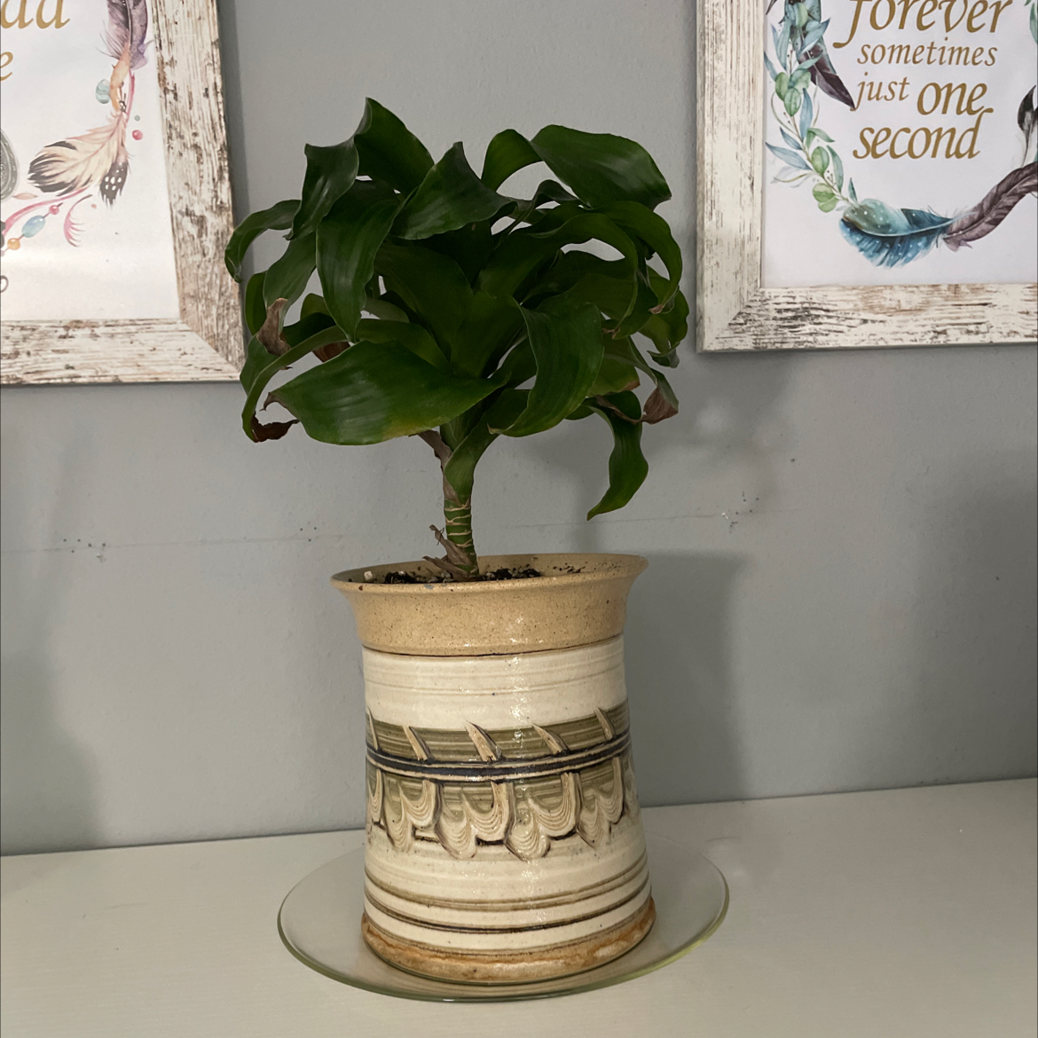 Potted Twister plant with green leaves on a white surface, framed artwork in the background.