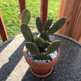 Bunny Ears Cactus plant in Jerome, Idaho
