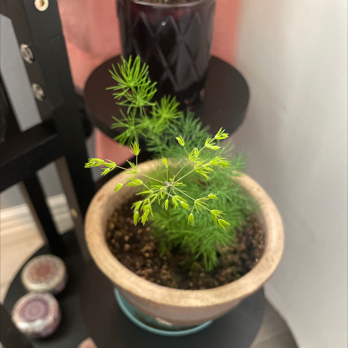 Ming Fern plant in a pot on a shelf with visible soil and vibrant green foliage.