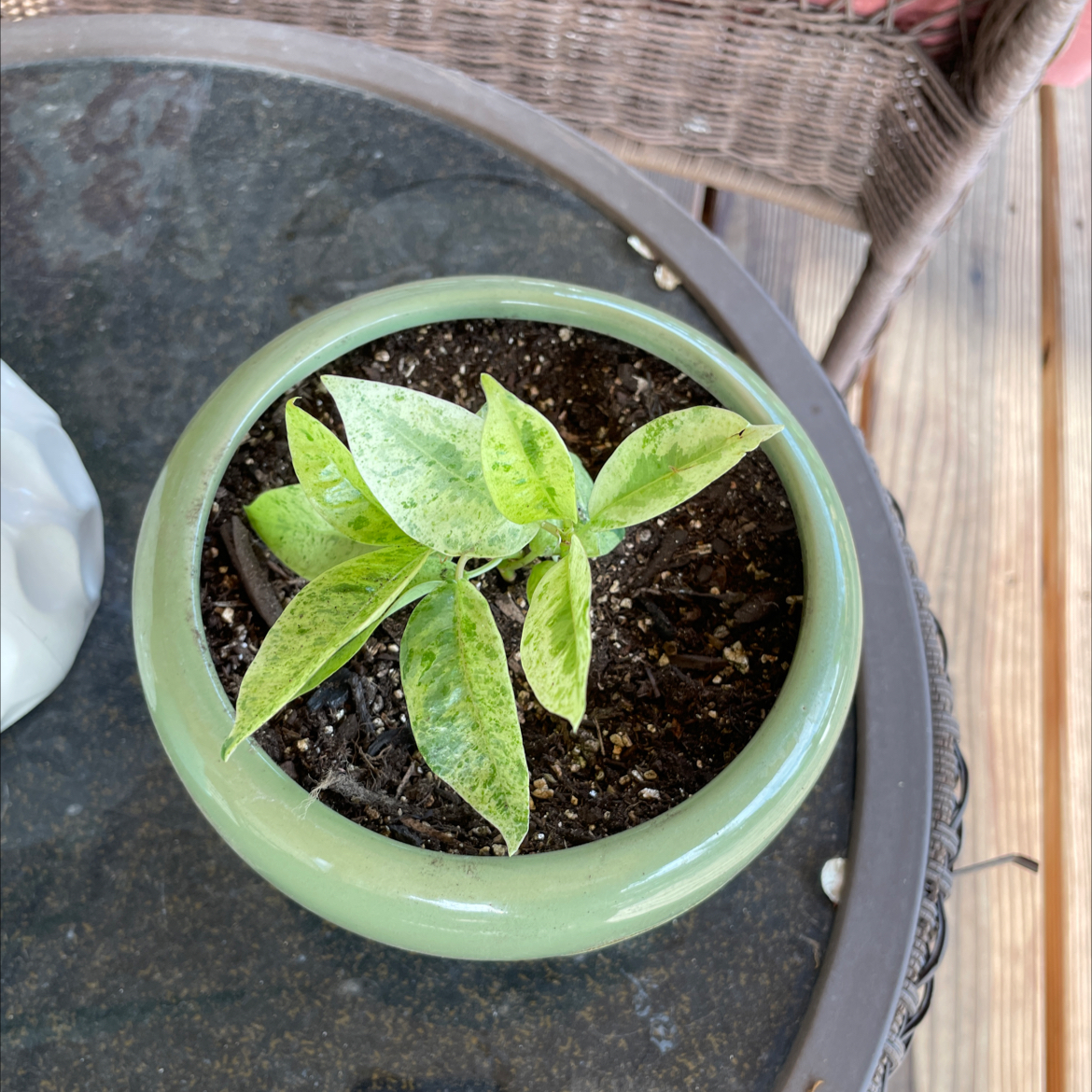 Ficus elastica 'Shivereana' plant in a green pot with visible soil and variegated leaves showing some yellowing and browning.