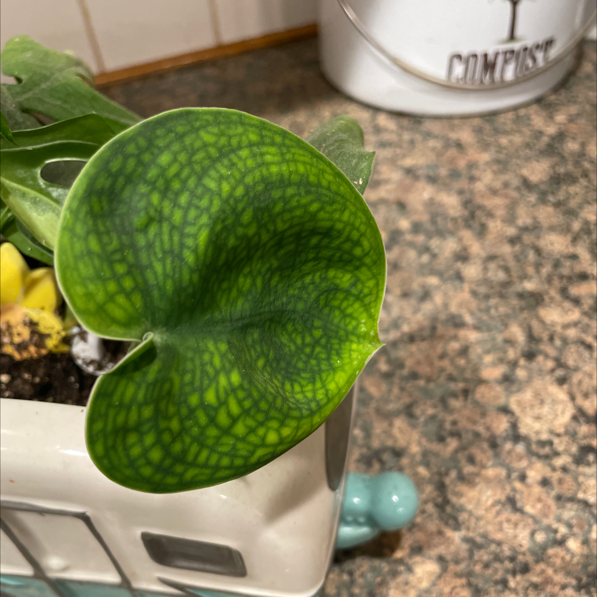 Close-up of a healthy Jade Satin Pothos leaf with distinct green pattern, potted with visible soil.