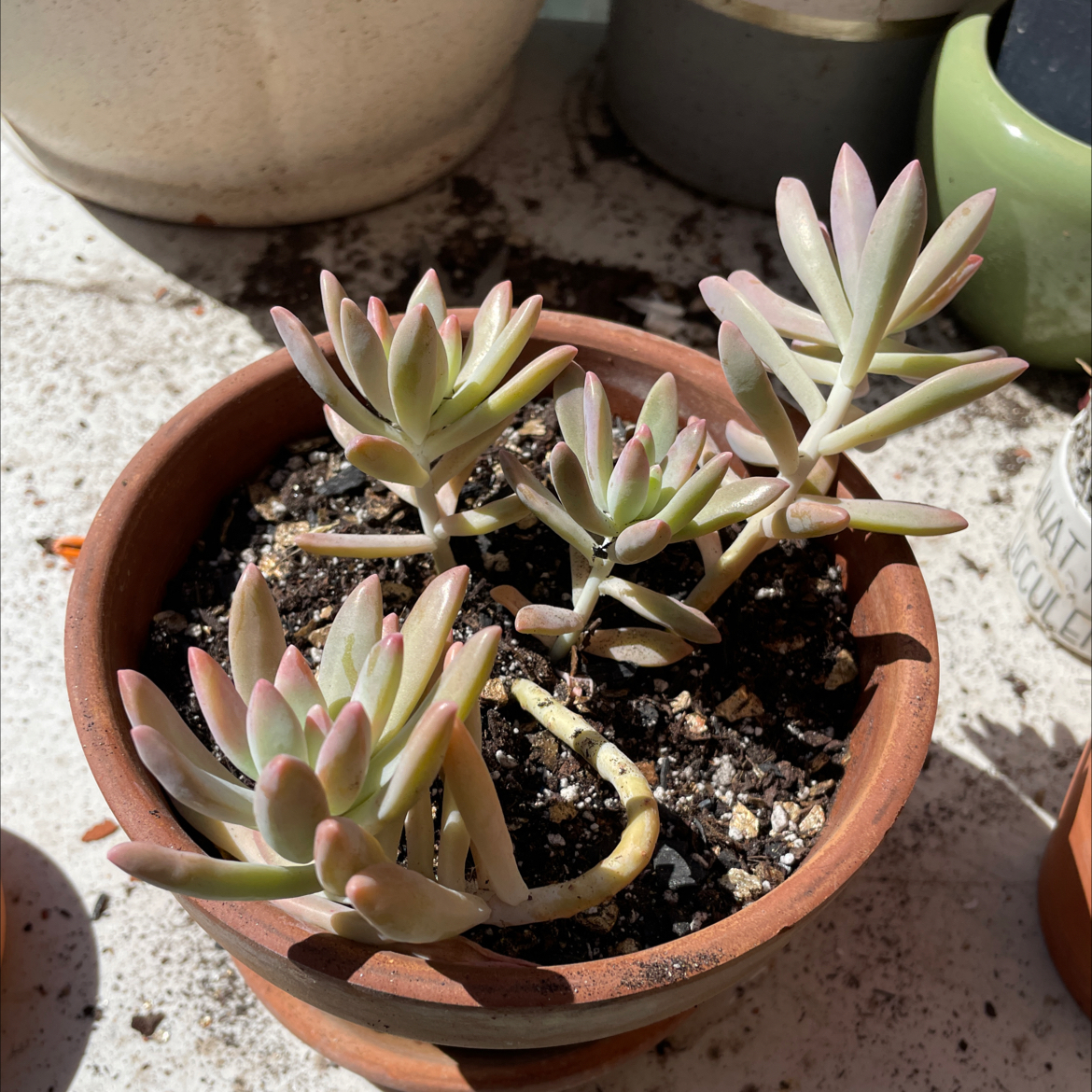 Potted Pachyphytum hookeri succulent with multiple stems and leaves in good health.