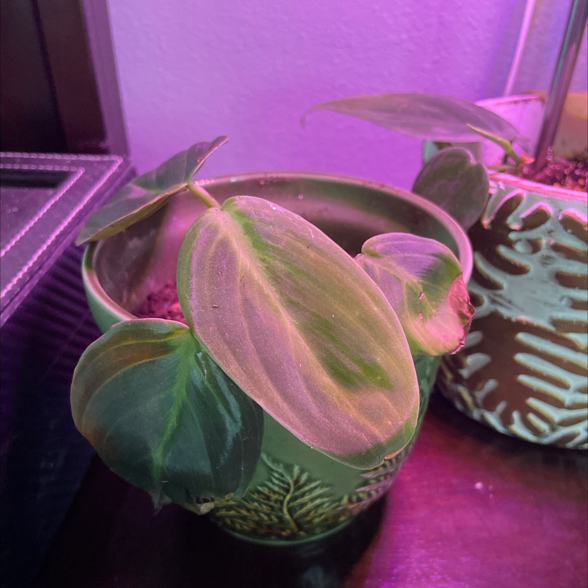 Philodendron gigas plant with discolored leaves in a decorative pot under artificial lighting.