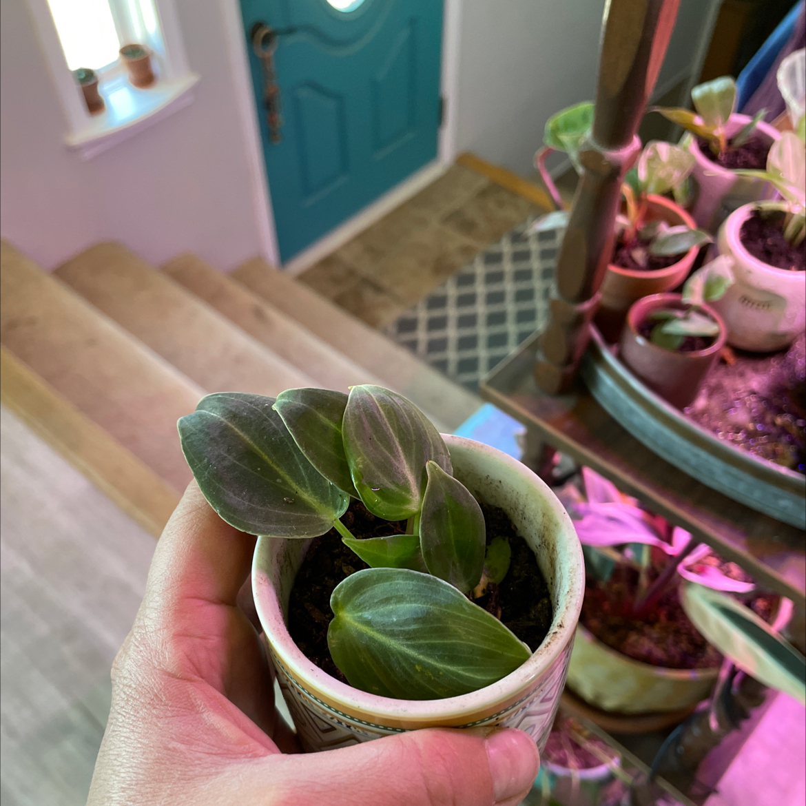 Hand holding a small potted Philodendron melanochrysum x verrucosum plant indoors with other plants in the background.