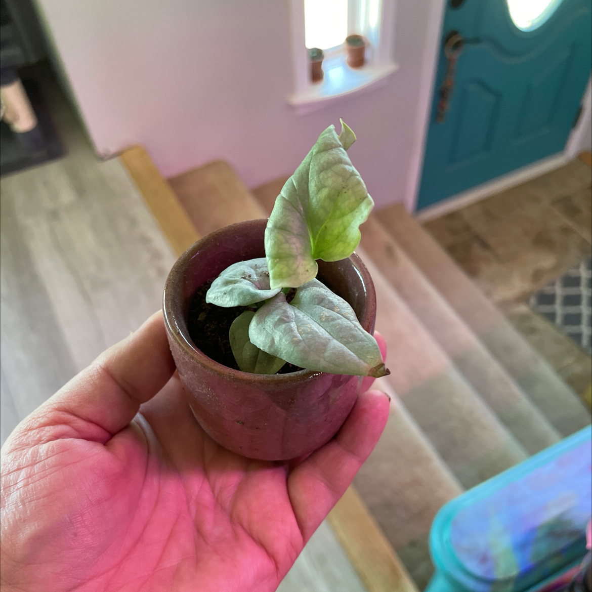 A small potted Amydrium 'Spider Man' plant held by a hand, with indoor background elements.