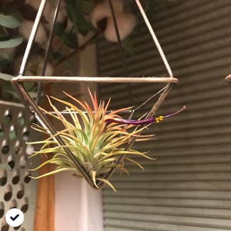 Blushing Bride Air Plant plant in Jerome, Idaho