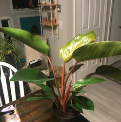 Philodendron 'Red Congo' plant