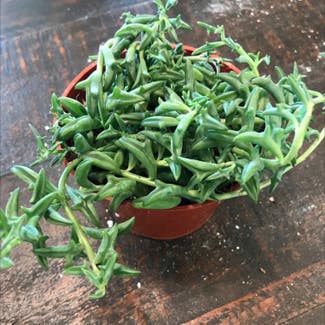 String of Dolphins plant in Jerome, Idaho