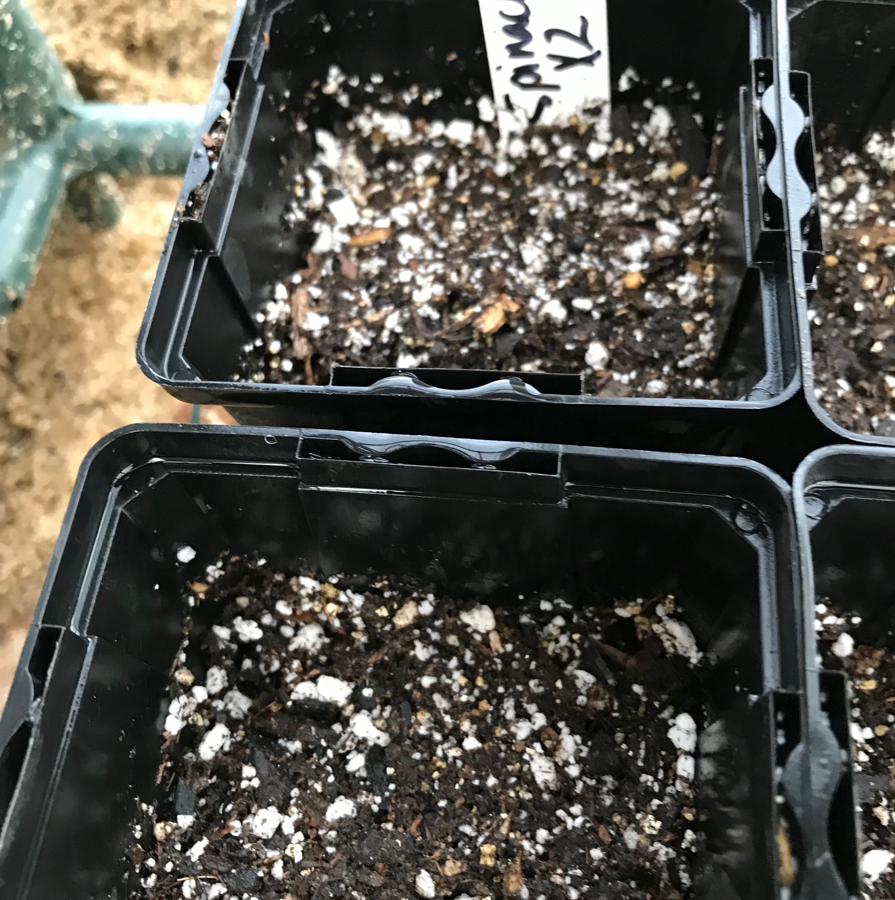 Multiple small pots with soil labeled as spinach, no visible plant growth.