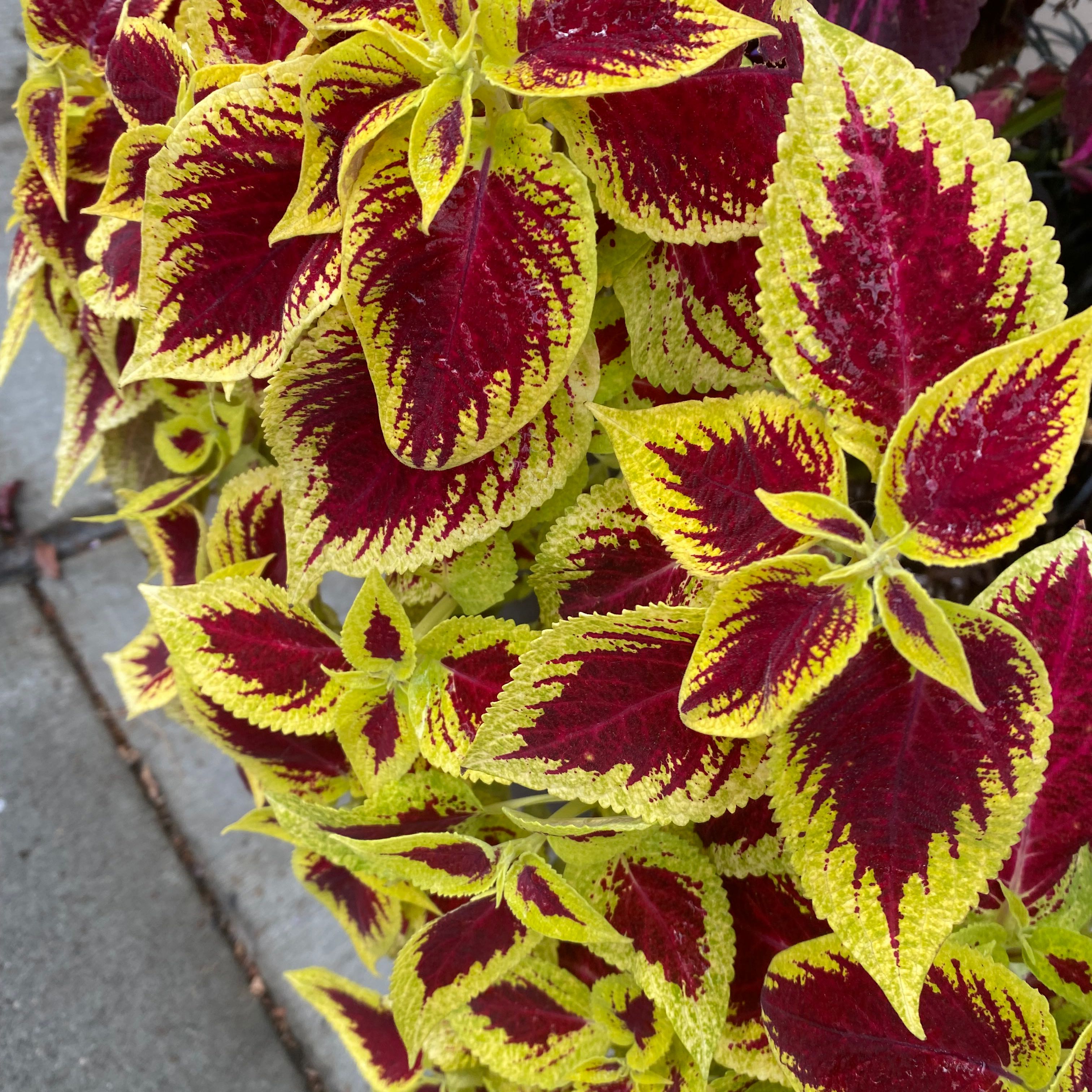 Photo of the plant species Coleus by @CleanDoubleclaw named Diana on Greg, the plant care app