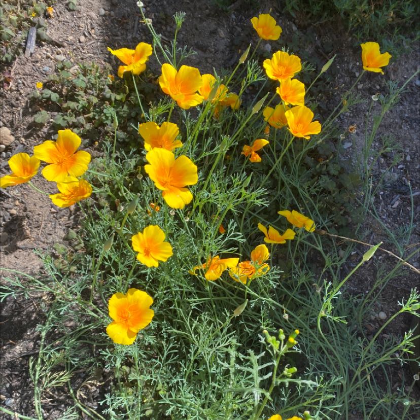 California Poppy plant with bright yellow-orange flowers and green foliage.