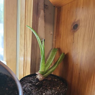 Aloe Vera plant in Newbury, Vermont
