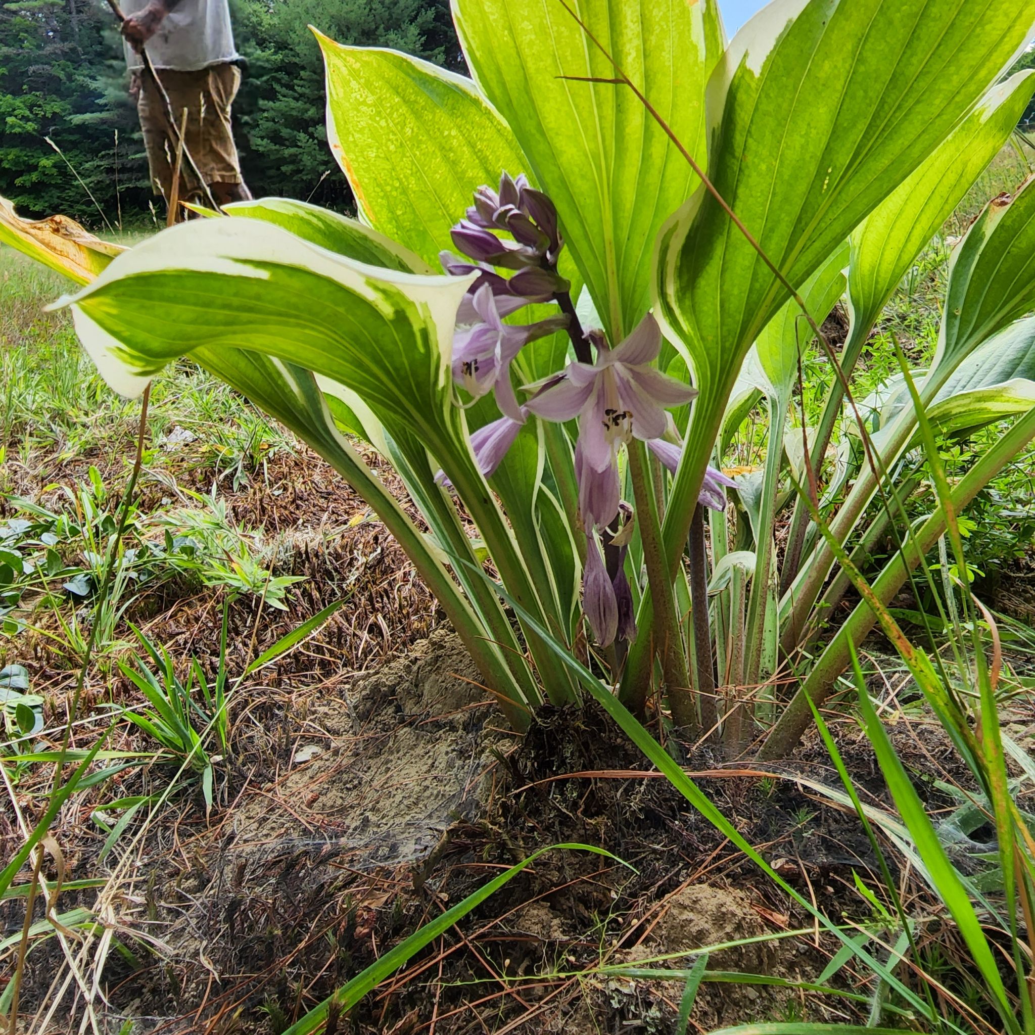 Hosta 'Patriot' plant with variegated leaves and purple flowers. Soil is visible.