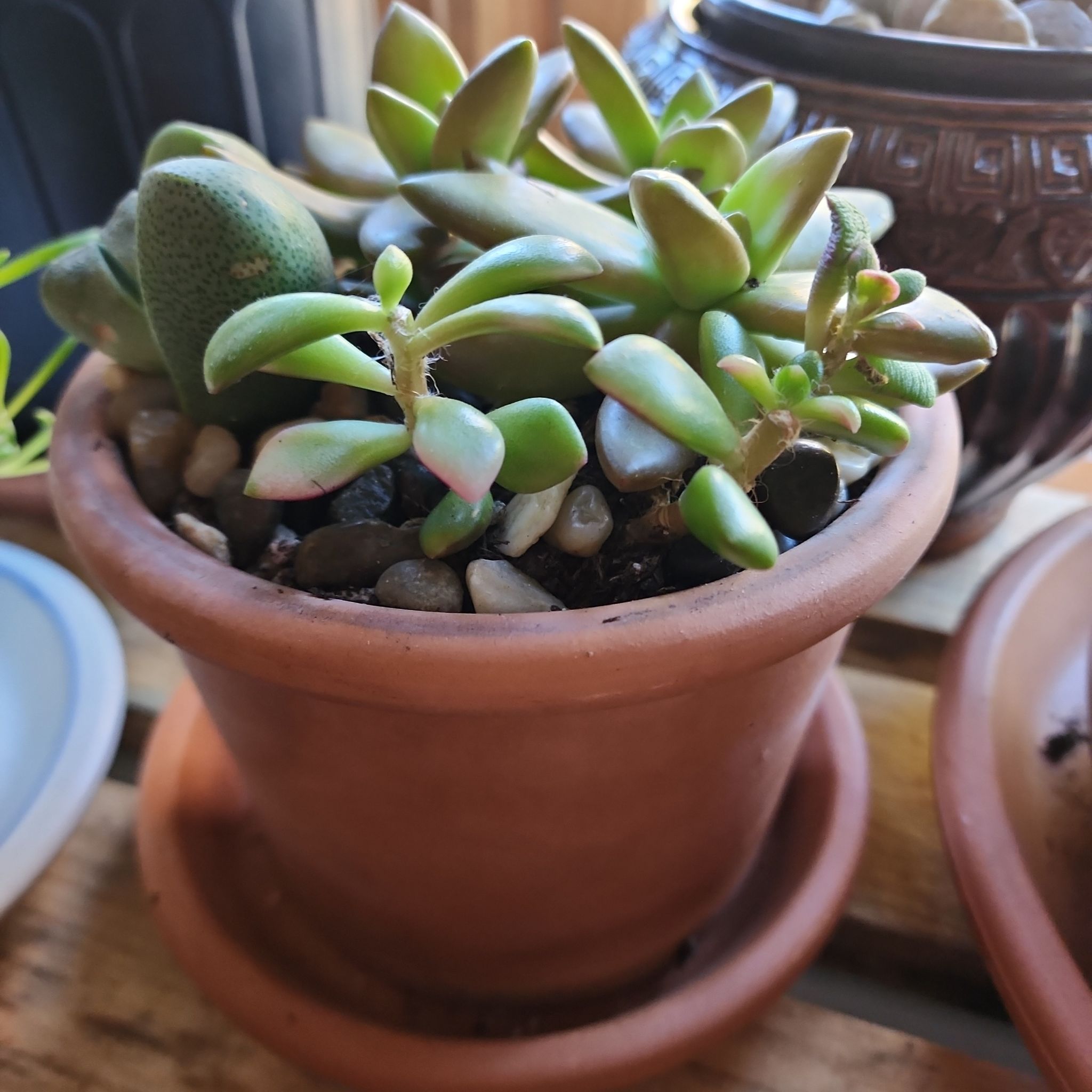 Potted Anacampseros telephiastrum 'Variegata' succulent with variegated leaves.