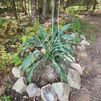 Siebold's Plantain Lily plant in Newbury, Vermont