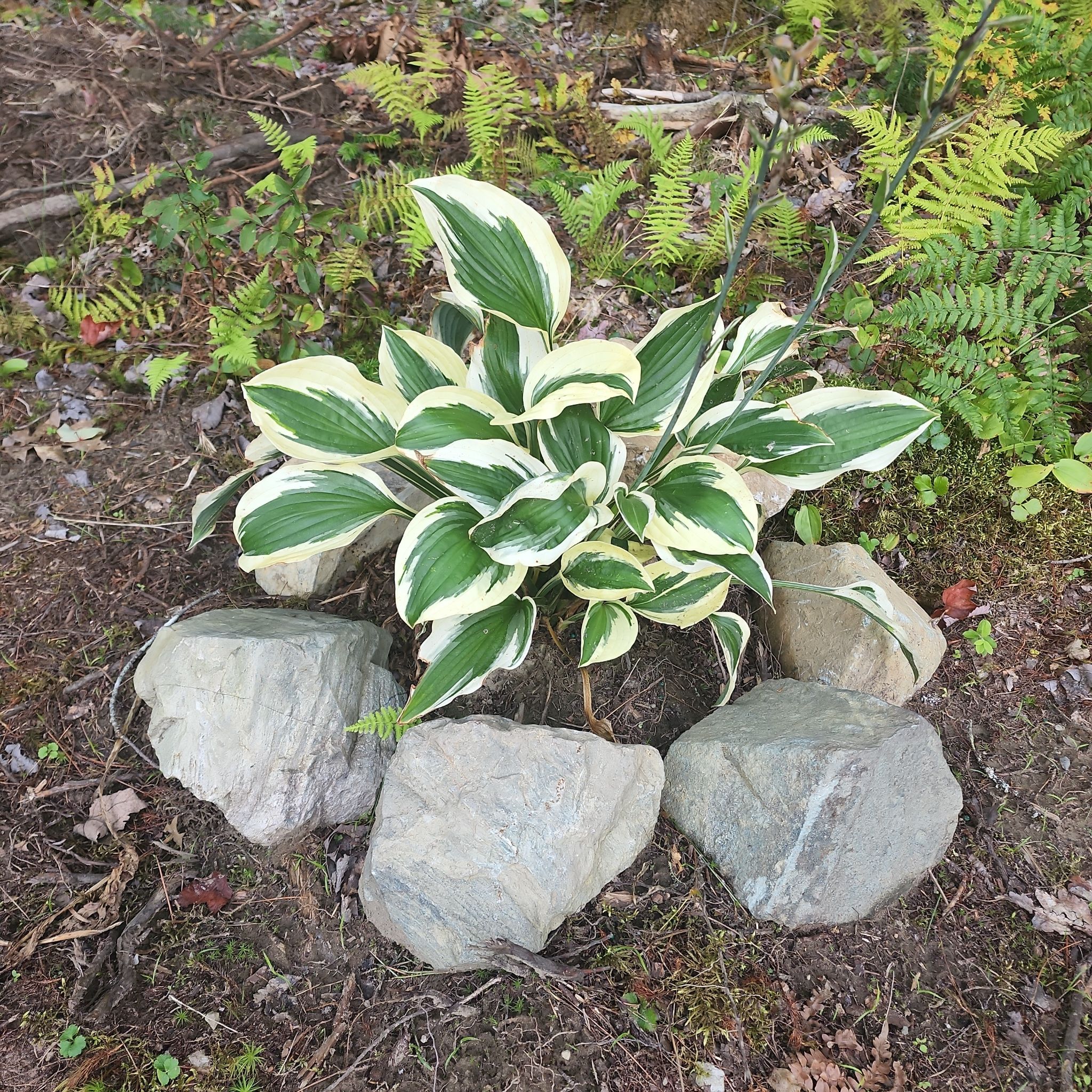 Hosta 'Patriot' plant with variegated leaves surrounded by rocks.