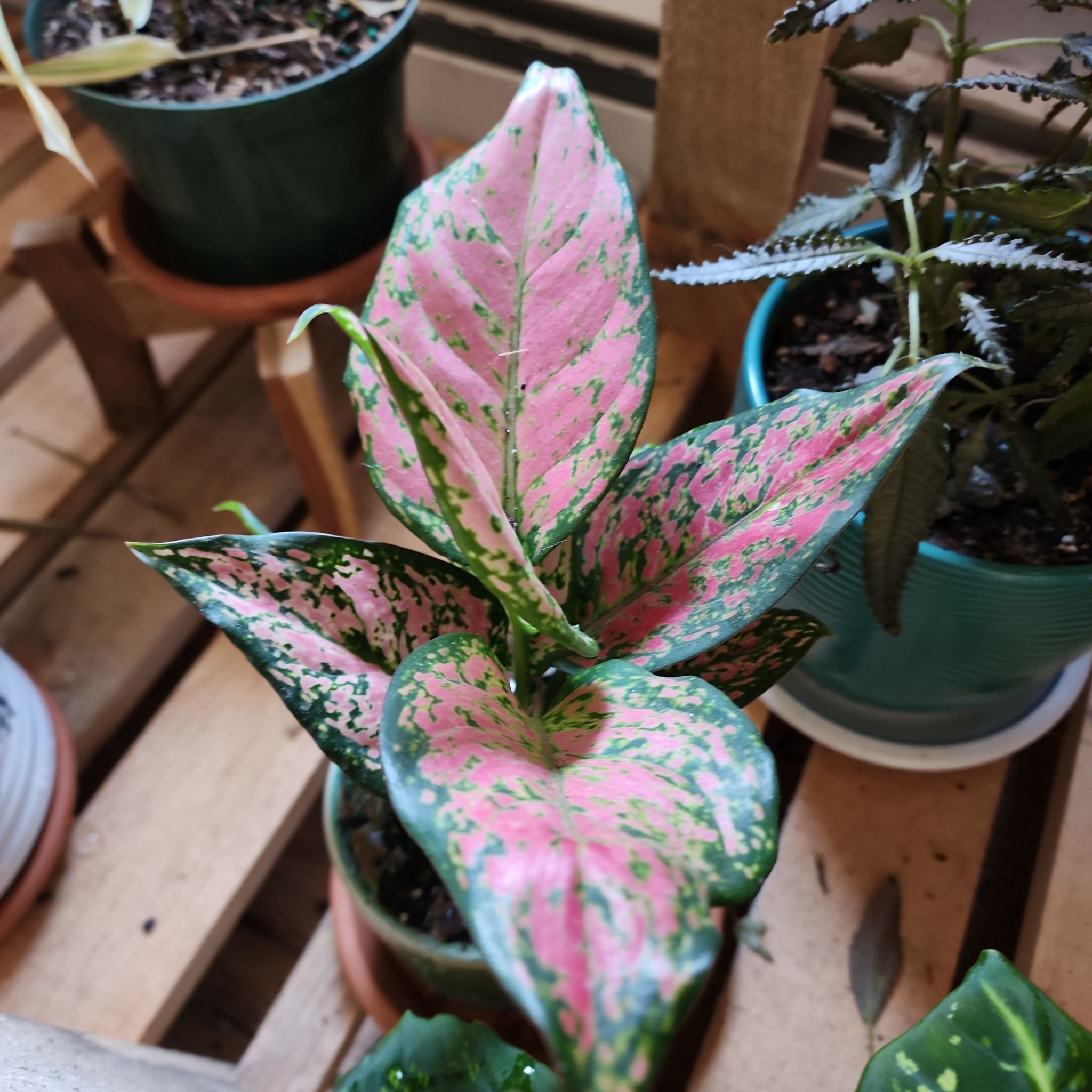 Chinese Evergreen Valentine plant with pink and green variegated leaves in a pot.