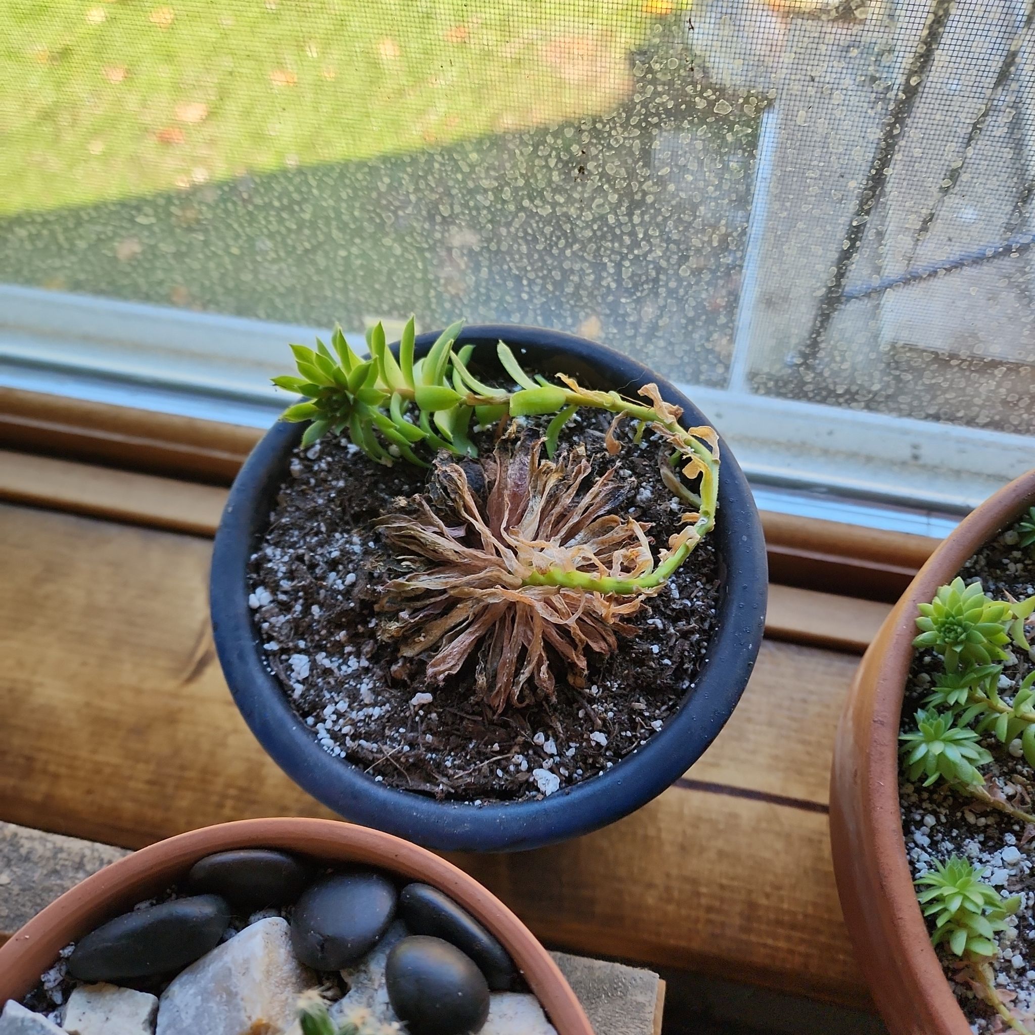 Photo of the plant species Hens and Chicks by @PlantEsteem named Finally on Greg, the plant care app