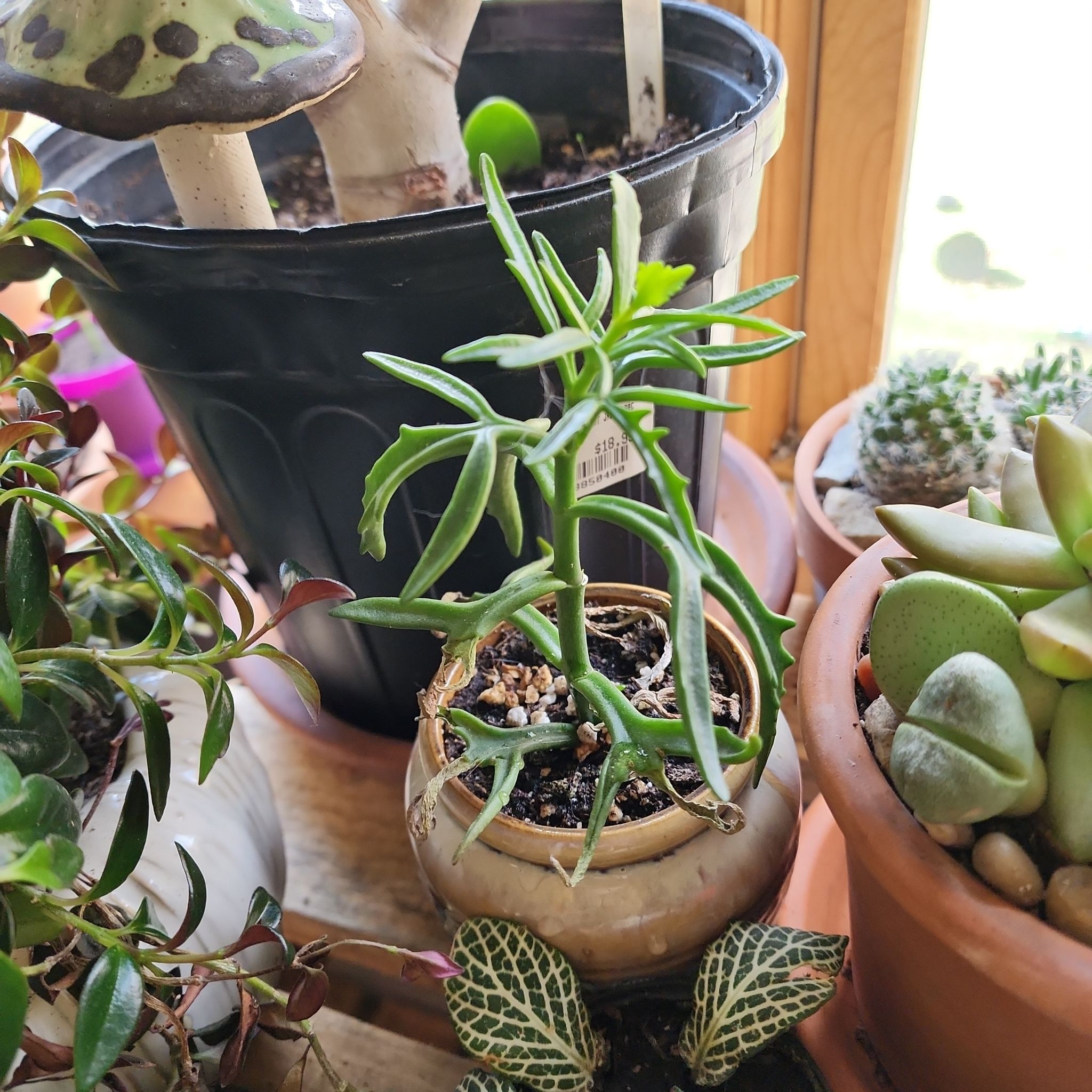 Spear Head Senecio plant among other potted plants, healthy and well-framed.