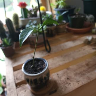 Ficus Ginseng plant in Newbury, Vermont