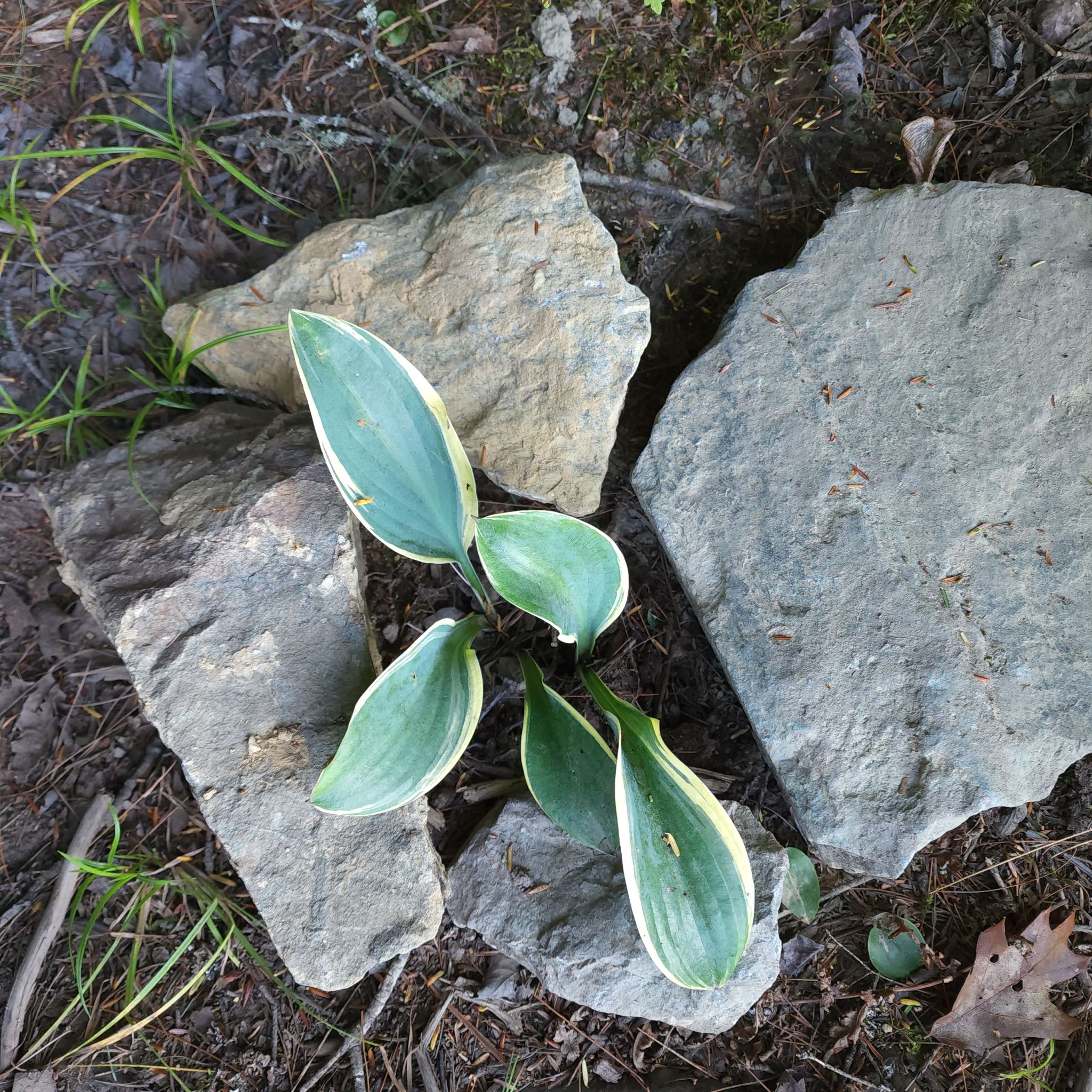 Hosta 'Patriot' plant with white-margined leaves surrounded by large rocks.
