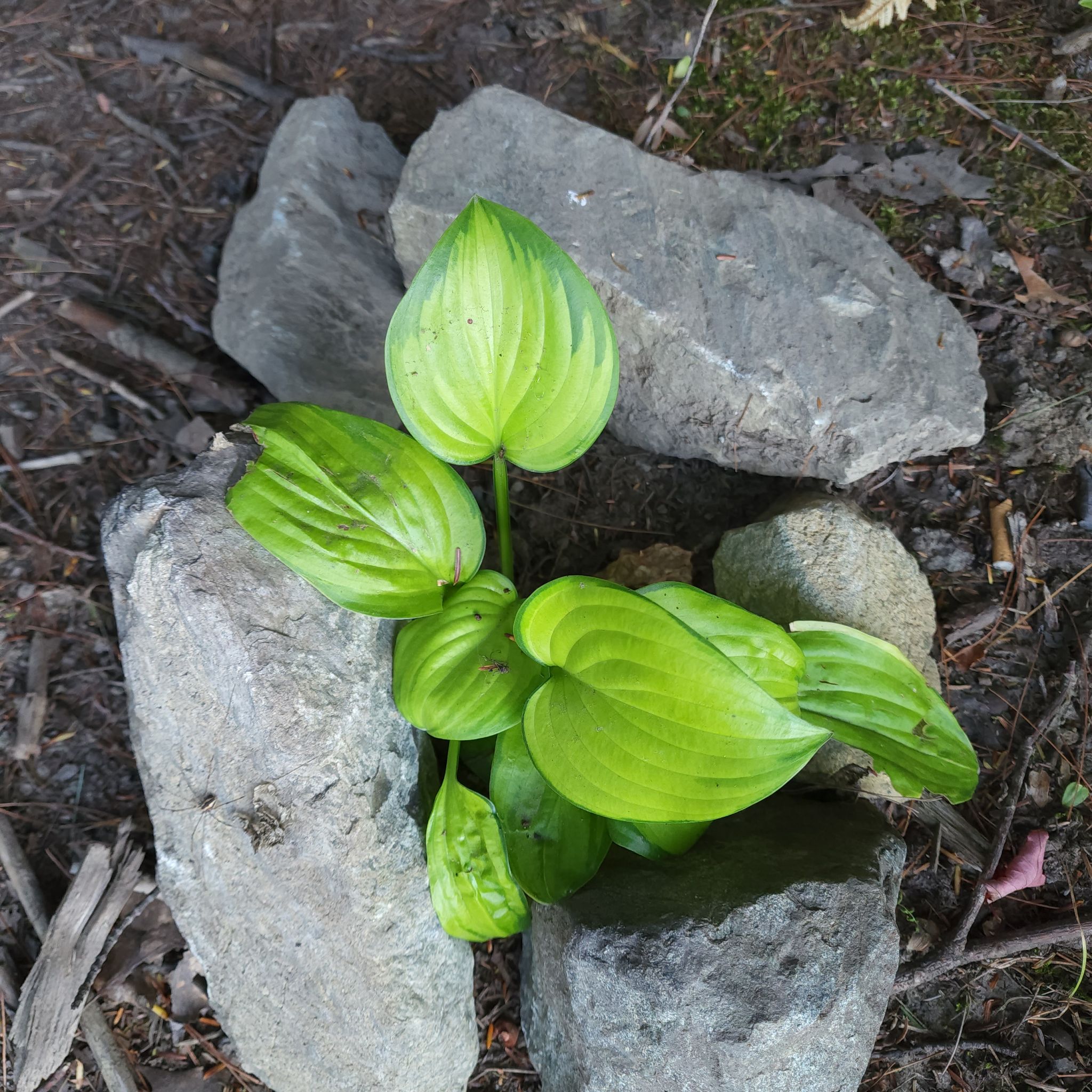 Hosta 'Halcyon' plant surrounded by rocks, with healthy green leaves.
