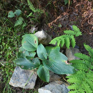 Siebold's Plantain Lily plant in Newbury, Vermont