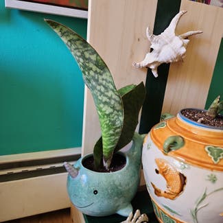 Whale Fin Snake Plant plant in Newbury, Vermont