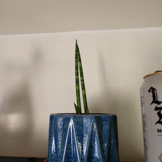 Cylindrical Snake Plant plant in Newbury, Vermont