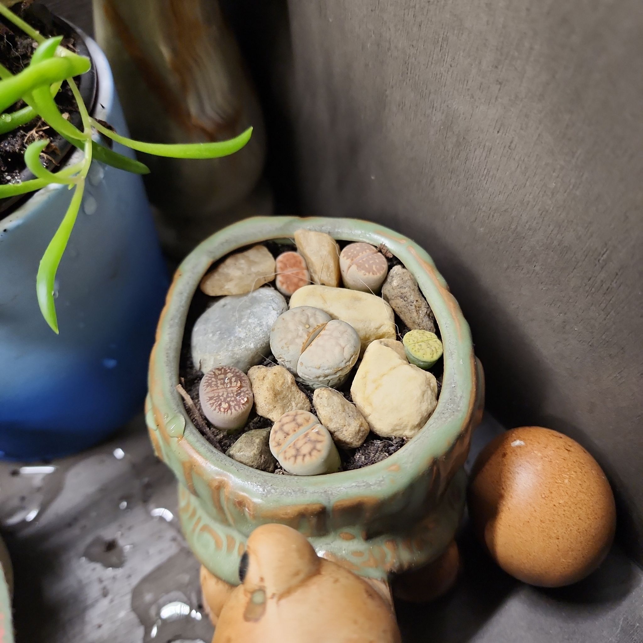 Potted Lithops plant in a decorative pot with visible soil and no signs of disease.