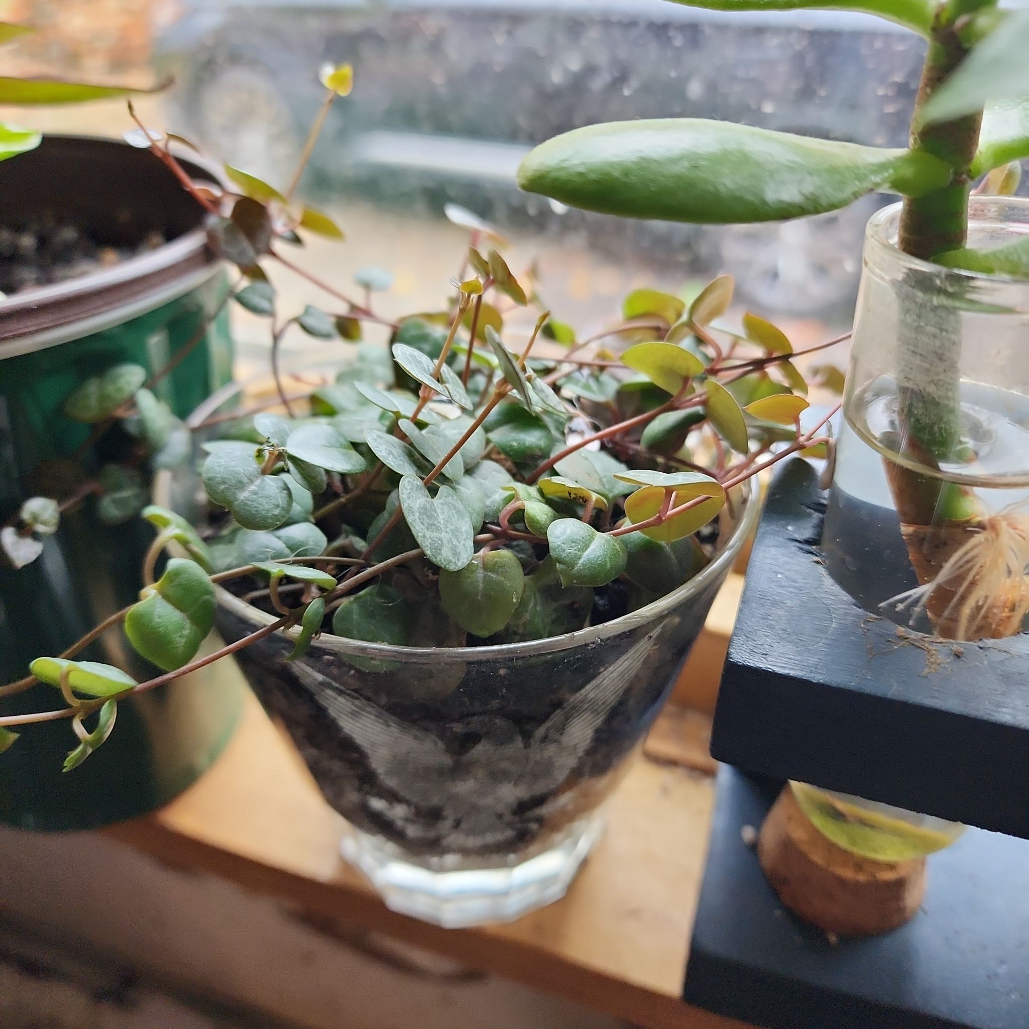 Photo of the plant species String of Hearts by @PlantEsteem named Yancy Tendrils on Greg, the plant care app