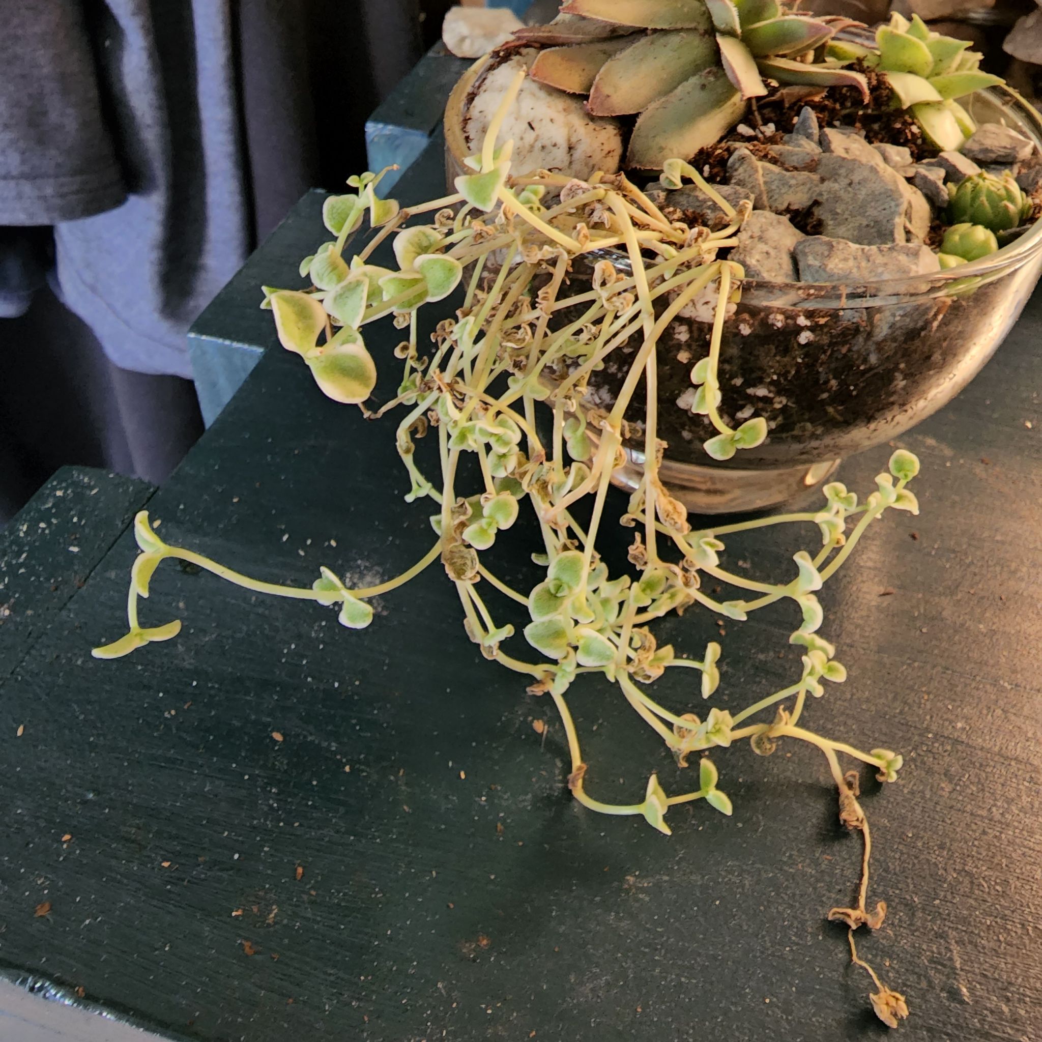 Sedum 'Little Missy' plant in a pot with visible yellowing and browning leaves.